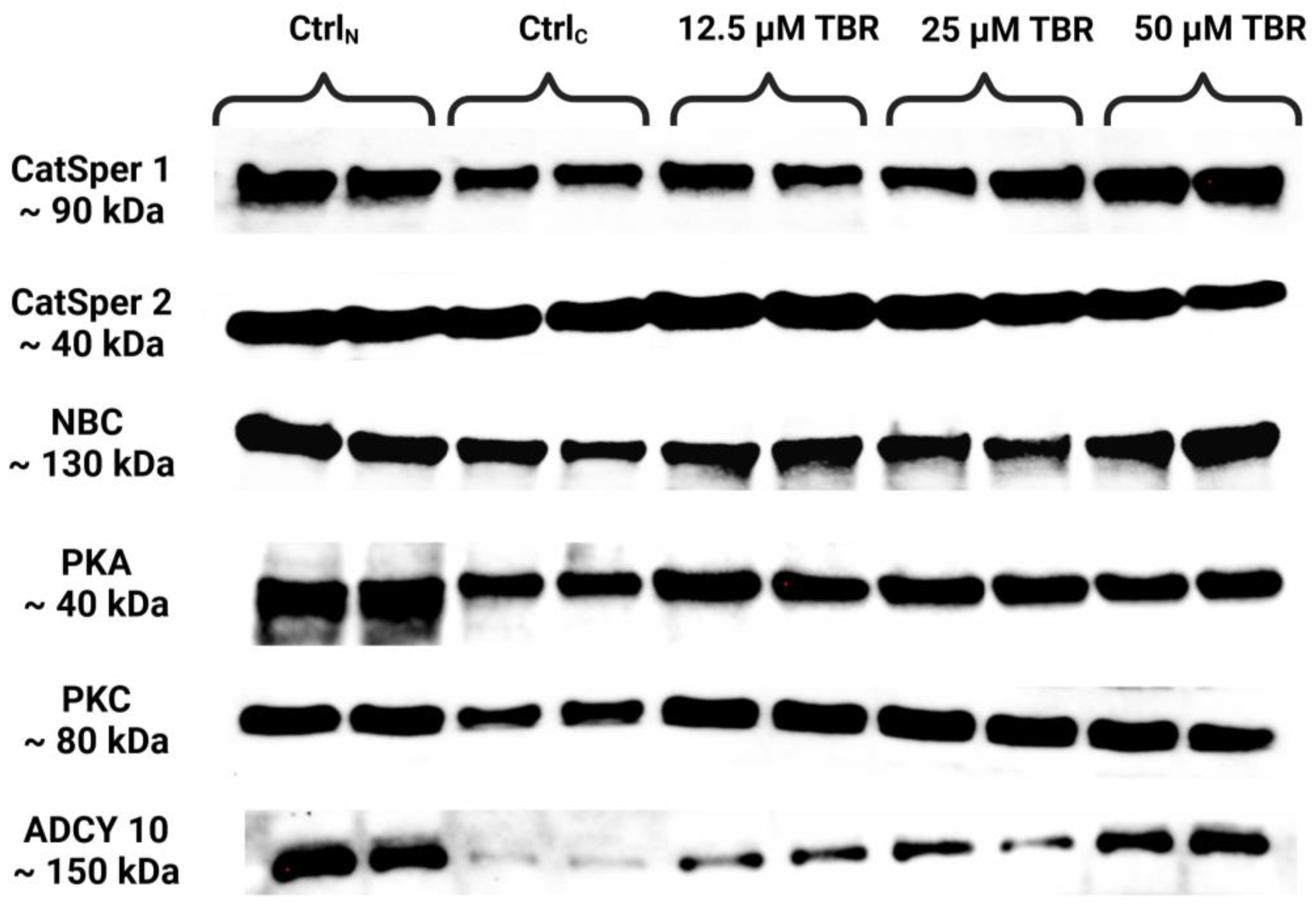 Cells 13 01710 g001 Cells 13 01710 g001