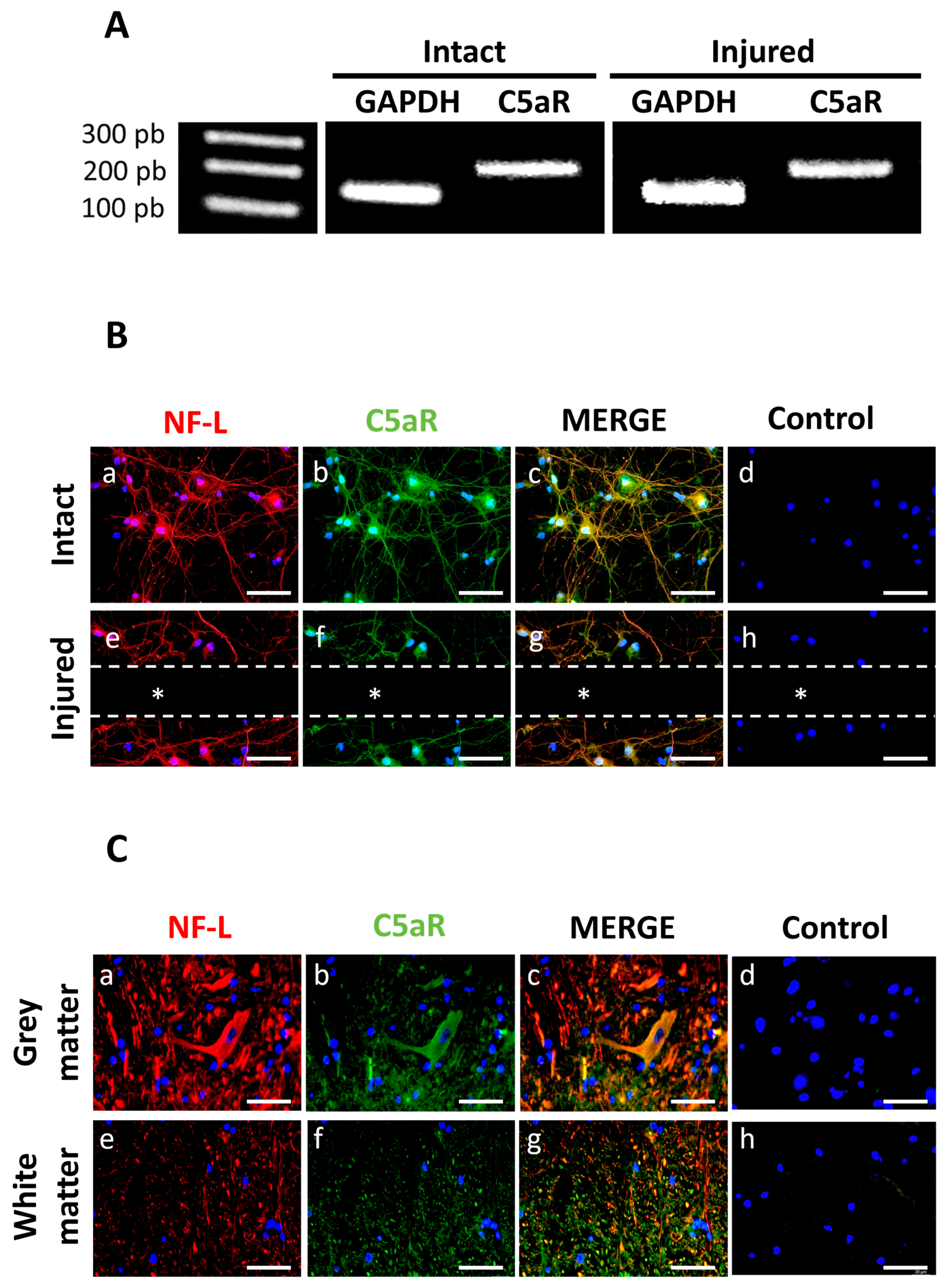 Cells 13 01729 g004