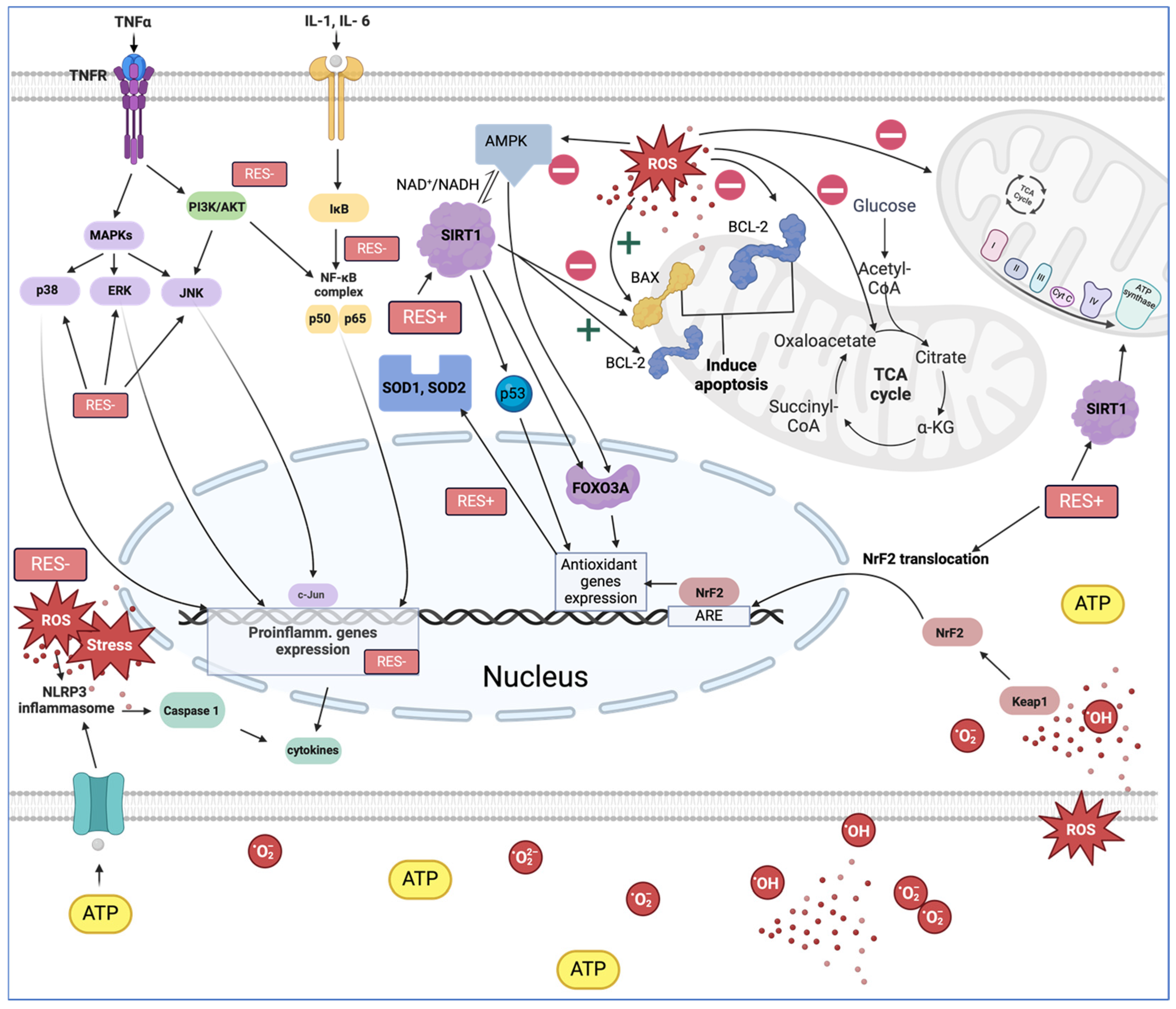 Cells 13 01732 g001 Cells 13 01732 g001