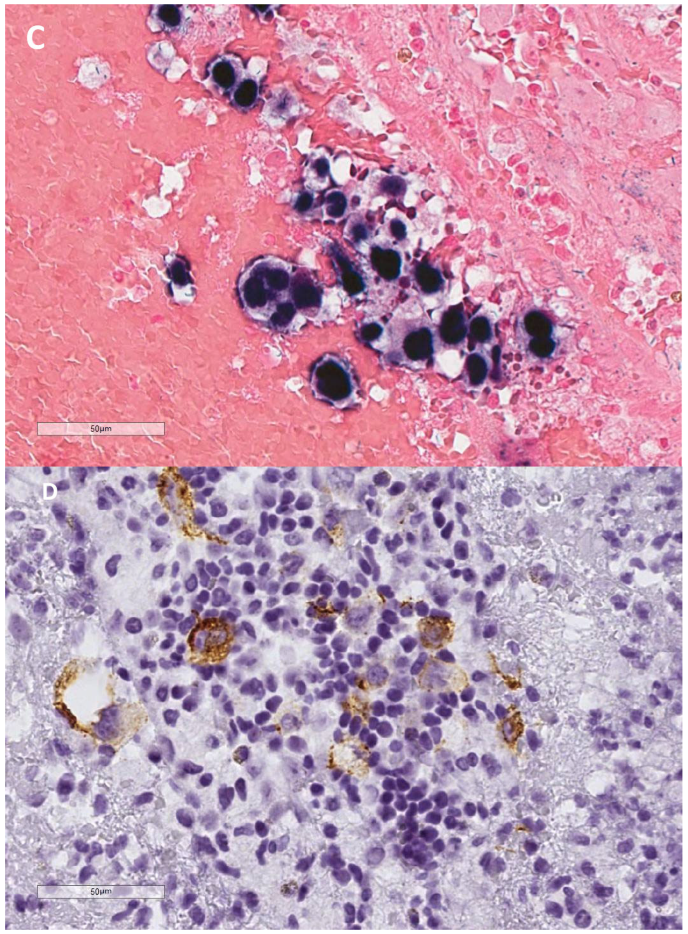 Cells 13 01748 g001b Cells 13 01748 g001b