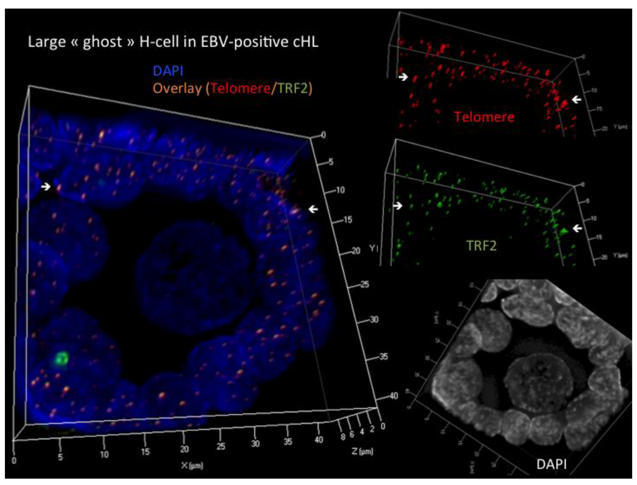 Cells 13 01748 g002 Cells 13 01748 g002