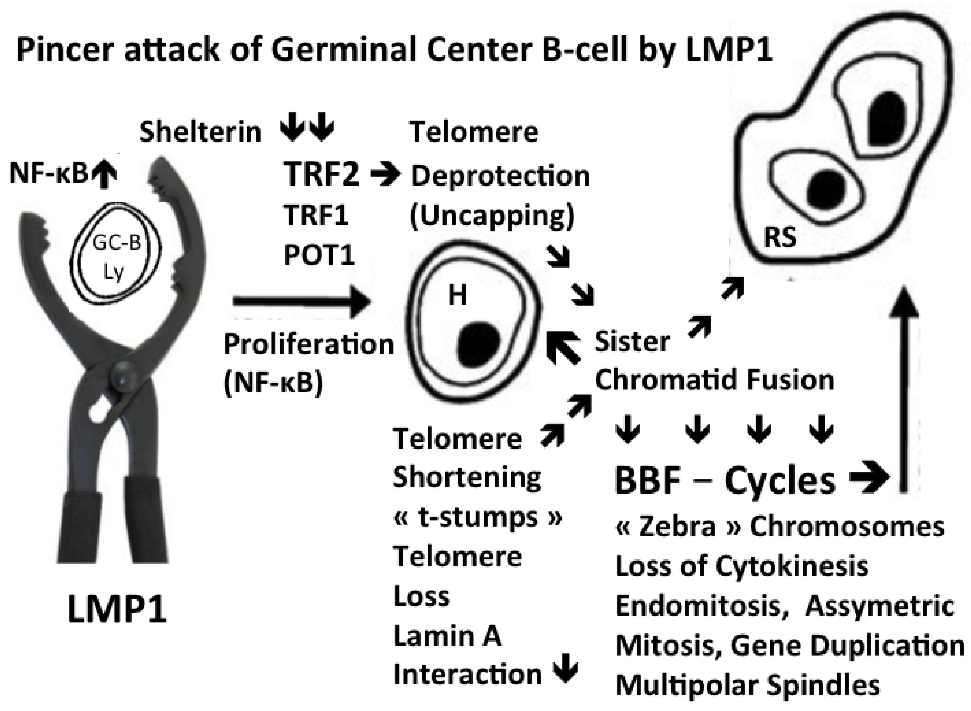 Cells 13 01748 g003 Cells 13 01748 g003