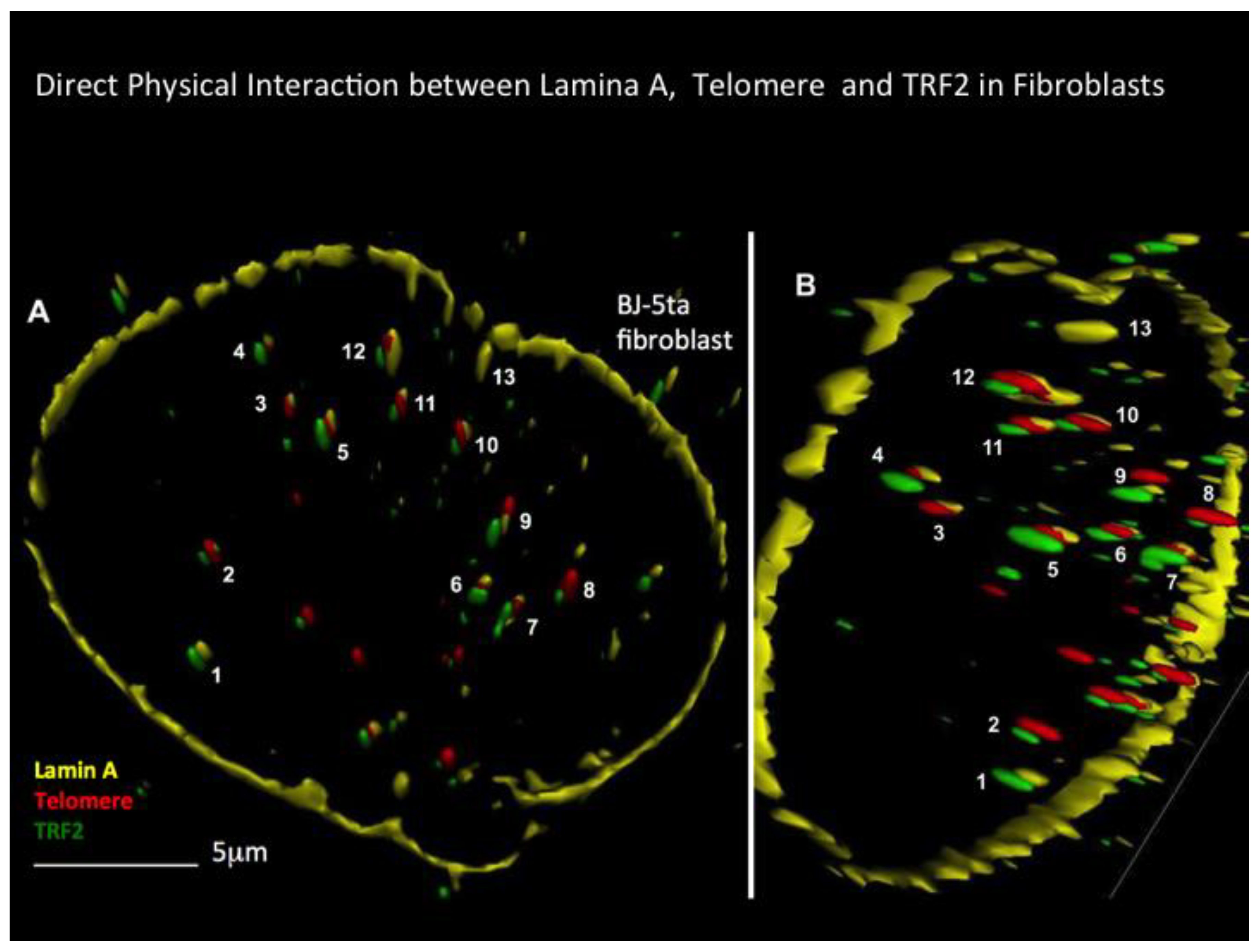 Cells 13 01748 g004 Cells 13 01748 g004