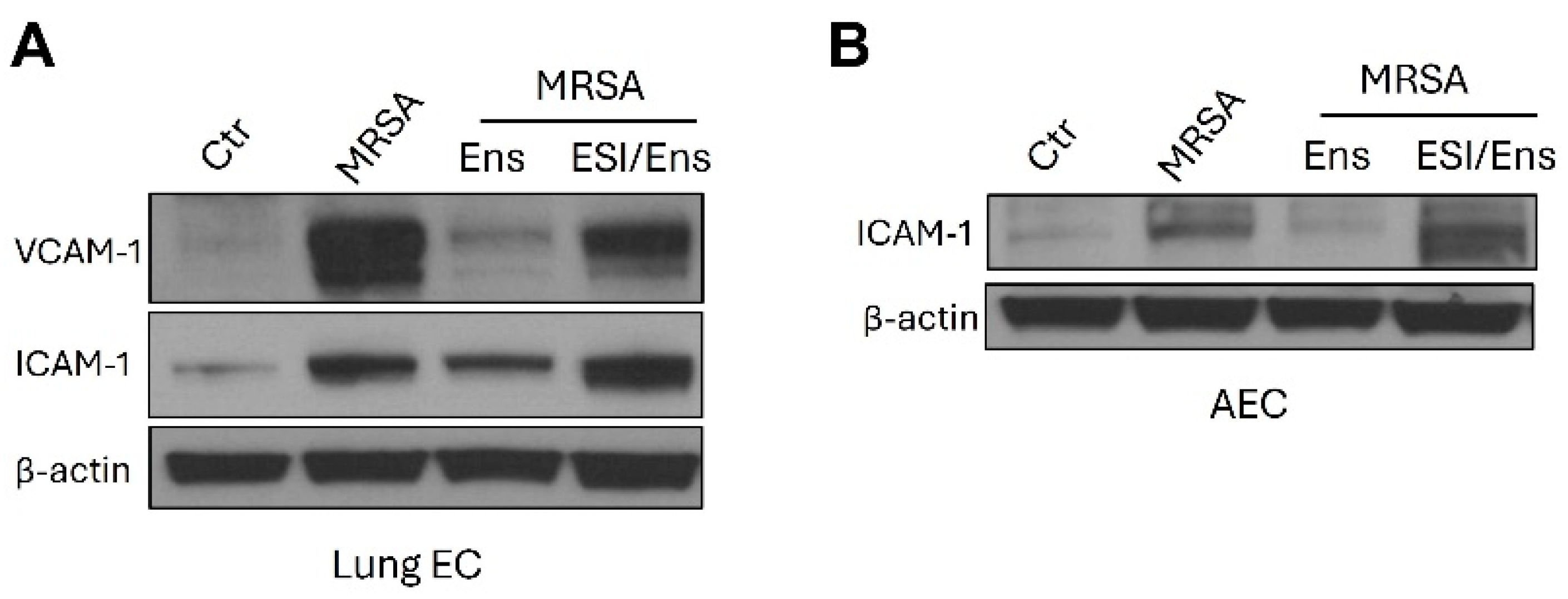Cells 13 01750 g007 Cells 13 01750 g007