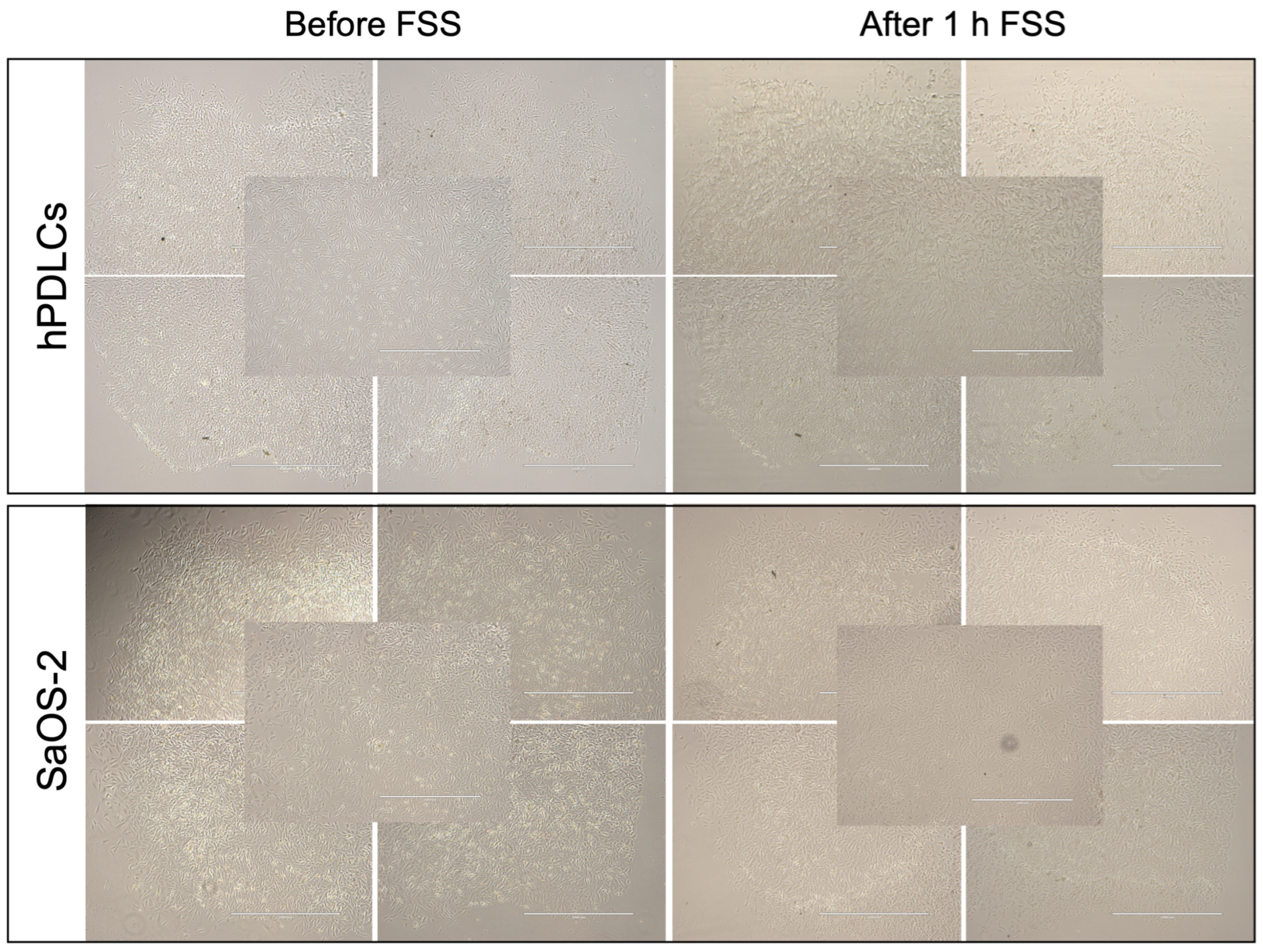 Cells 13 01751 g005 Cells 13 01751 g005