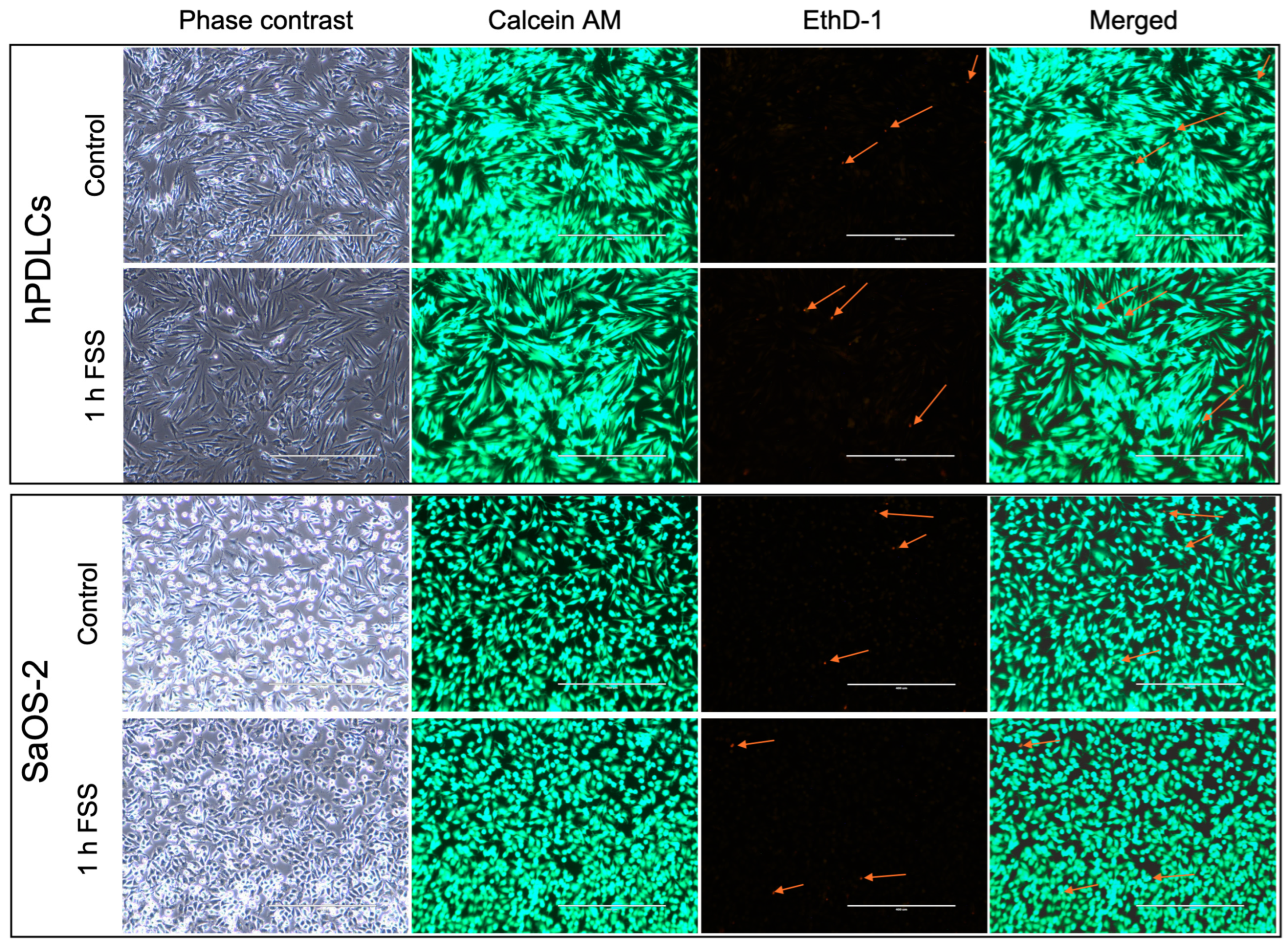 Cells 13 01751 g006 Cells 13 01751 g006