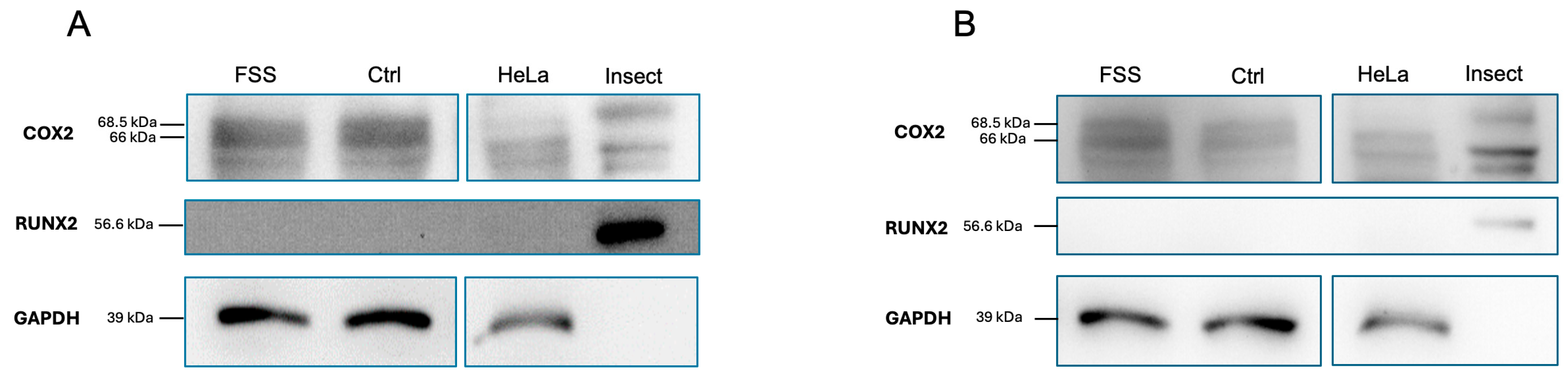 Cells 13 01751 g011 Cells 13 01751 g011