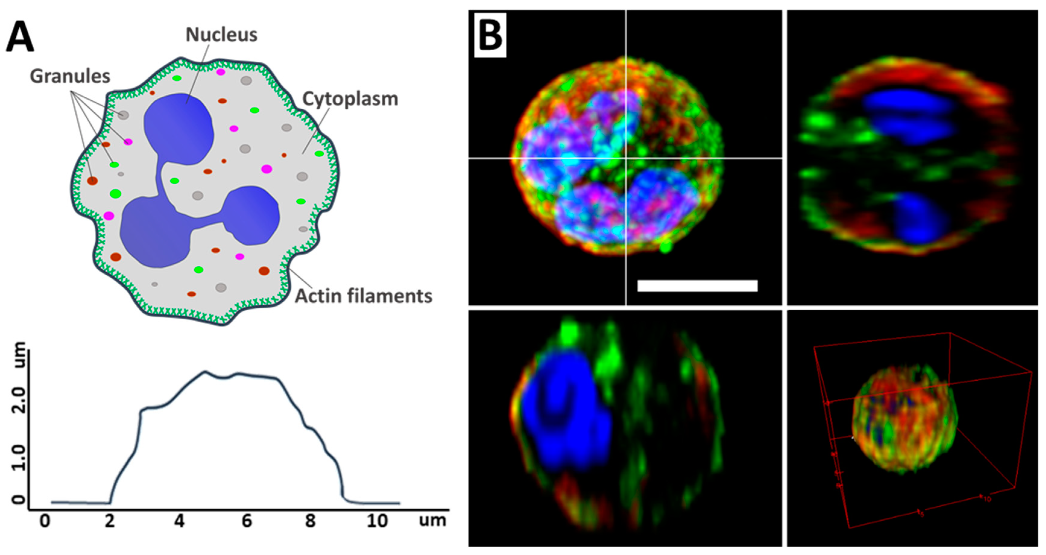Cells 13 01757 g001 Cells 13 01757 g001