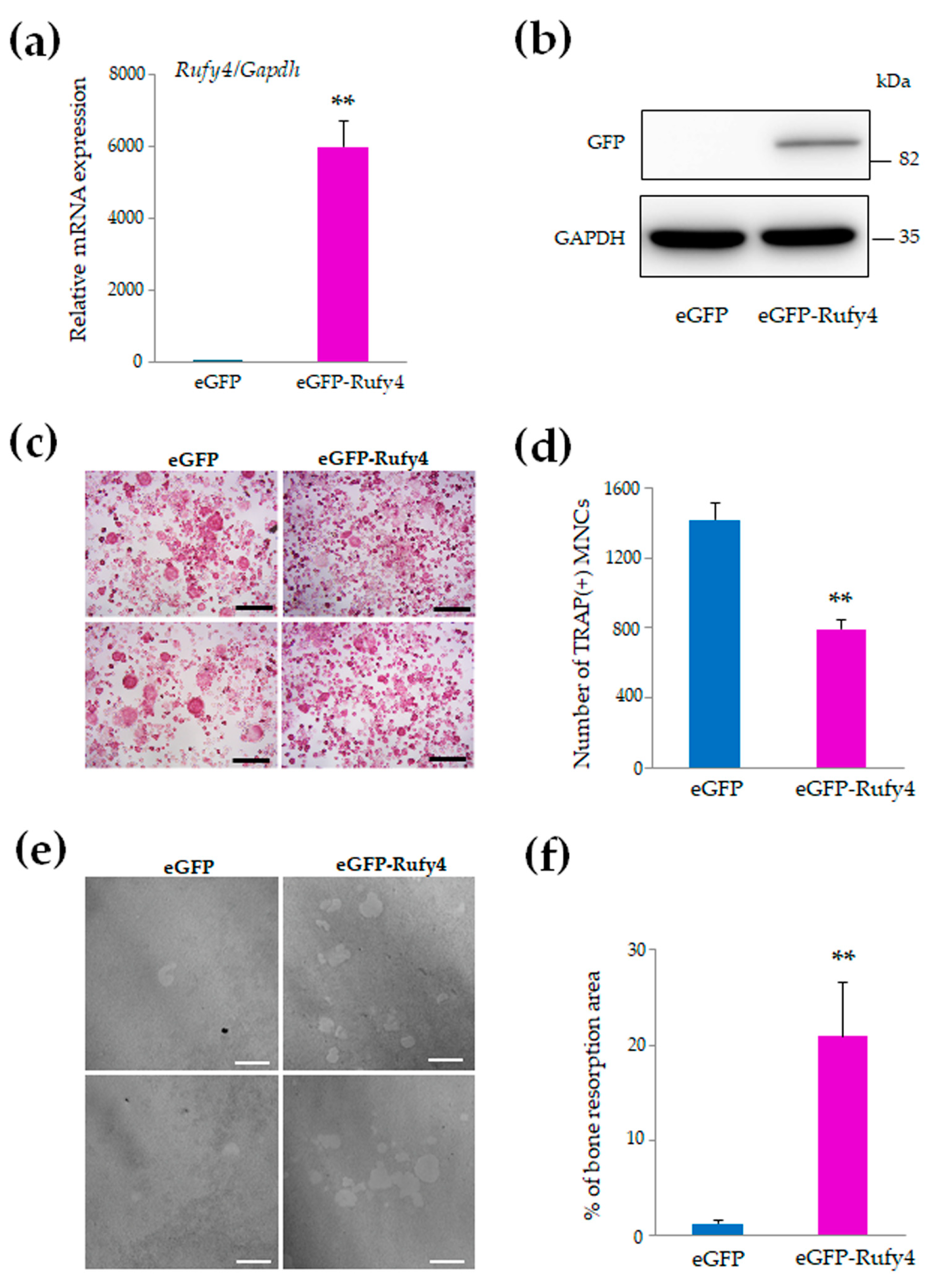 Cells 13 01766 g004a