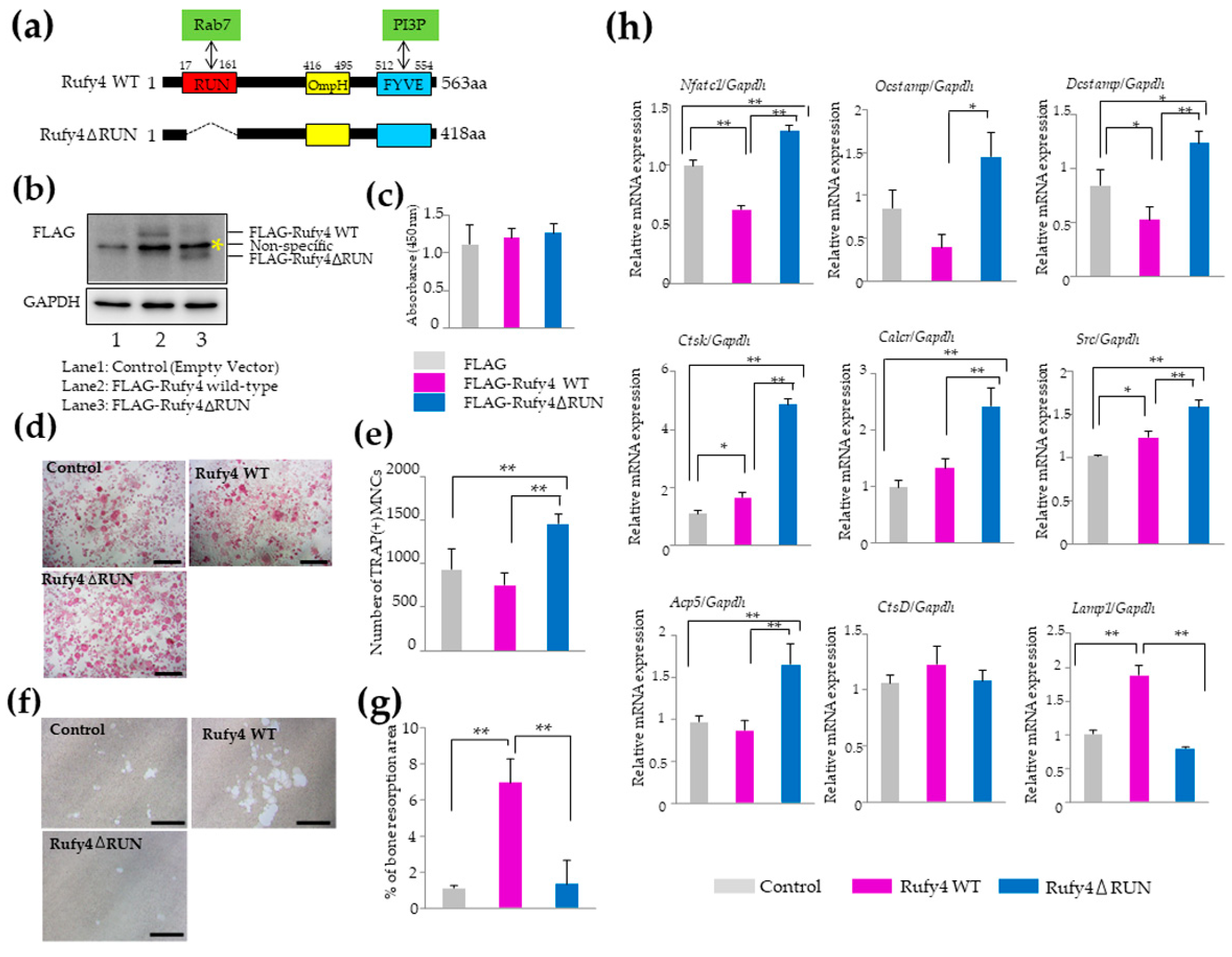 Cells 13 01766 g005a