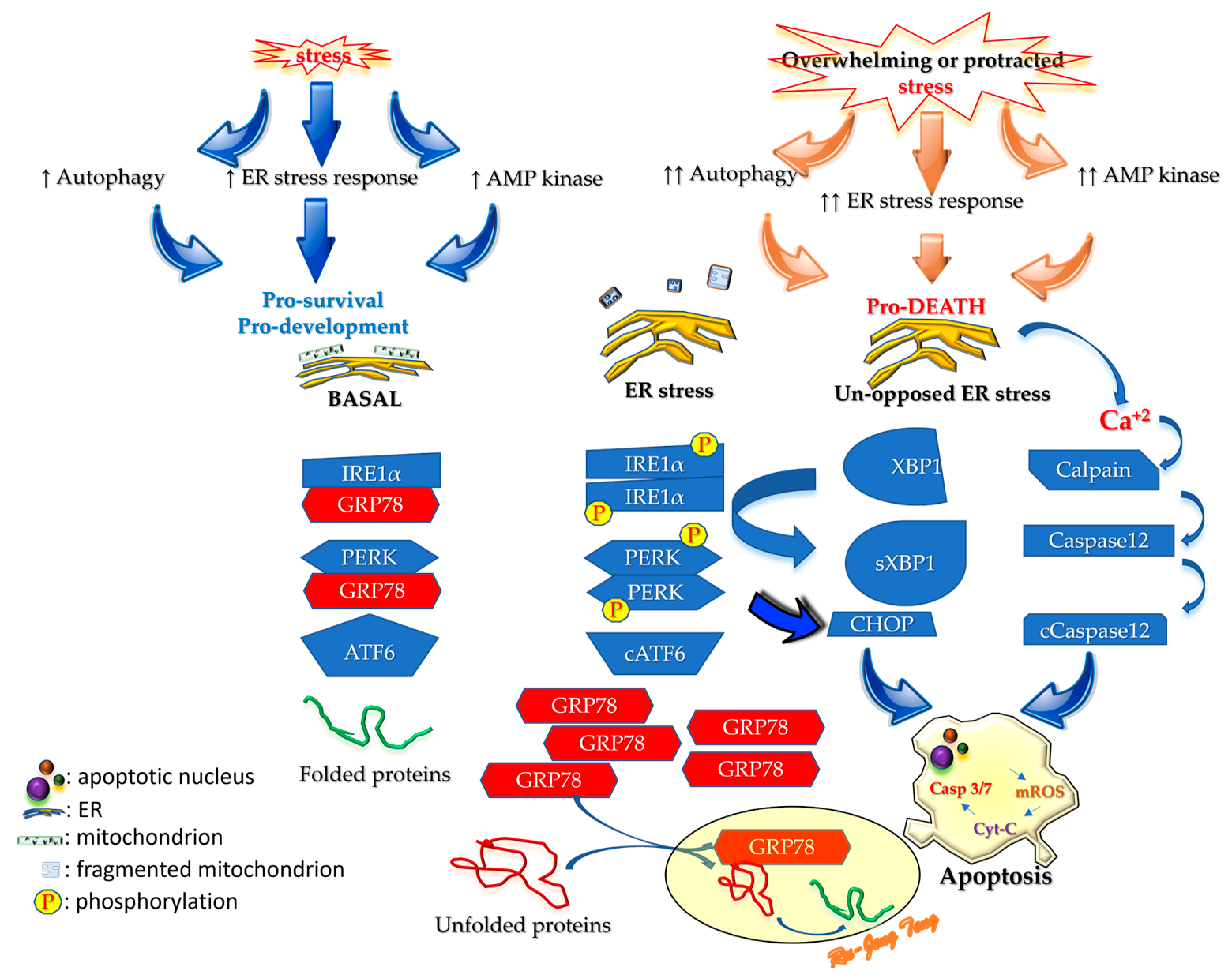 Cells 13 01774 g001 Cells 13 01774 g001