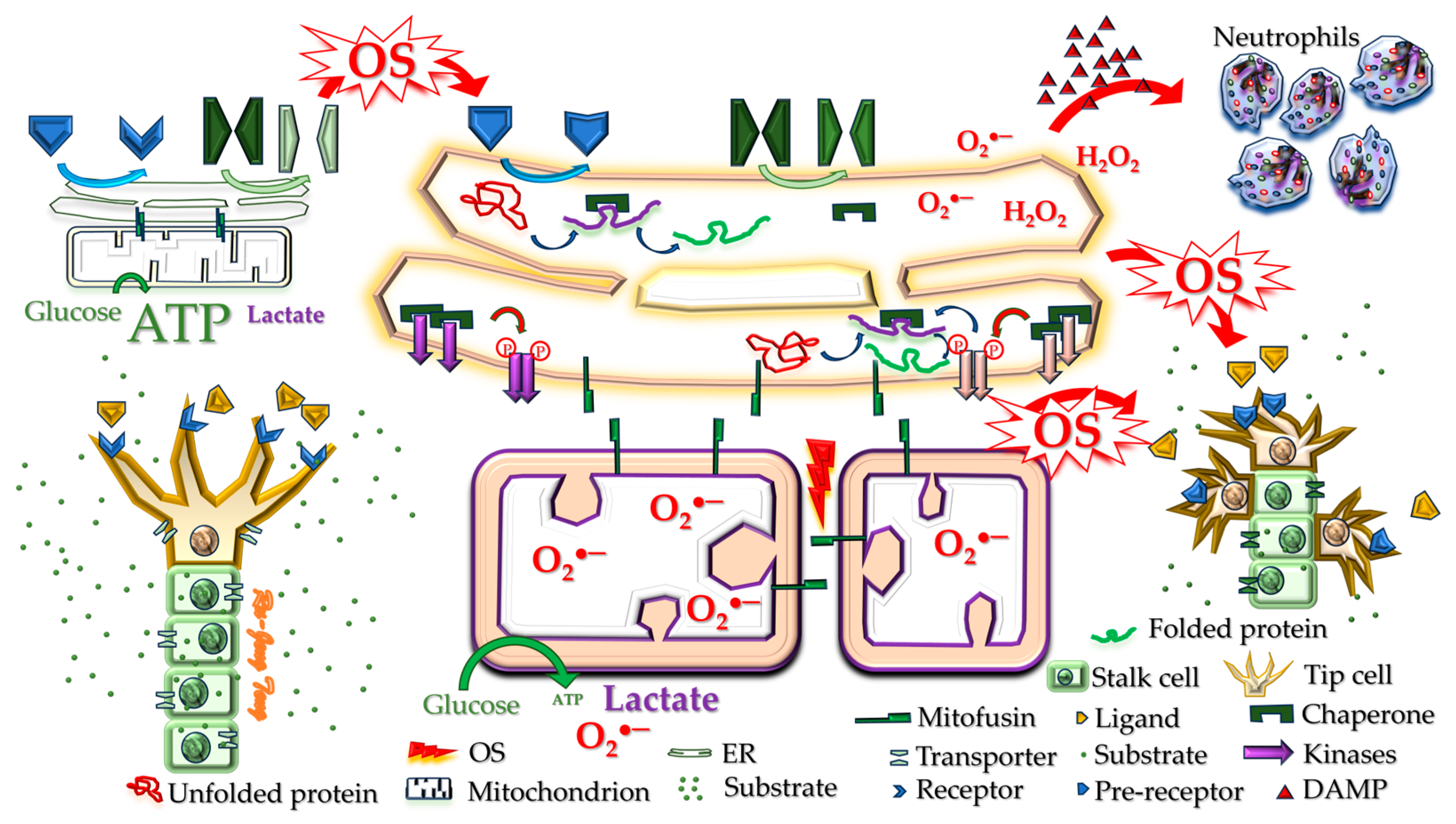 Cells 13 01774 g002 Cells 13 01774 g002