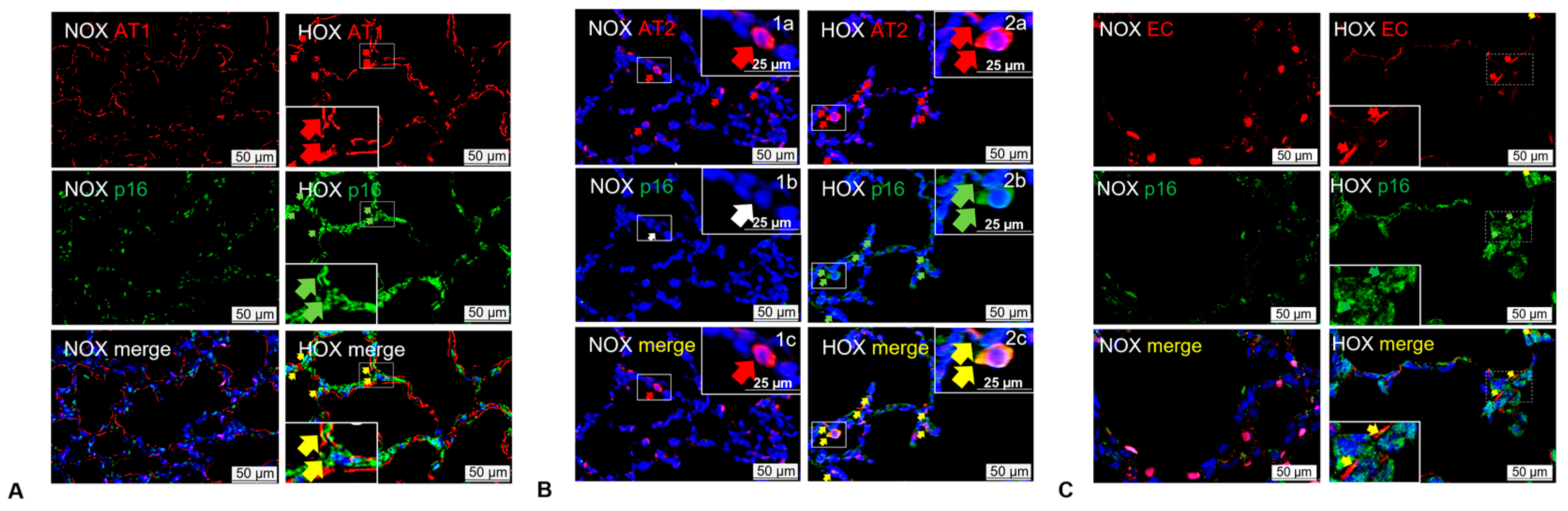 Cells 13 01774 g006 Cells 13 01774 g006