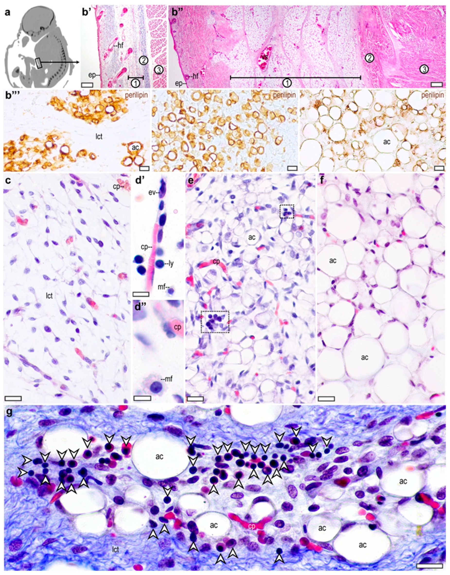Cells 13 01787 g001 Cells 13 01787 g001