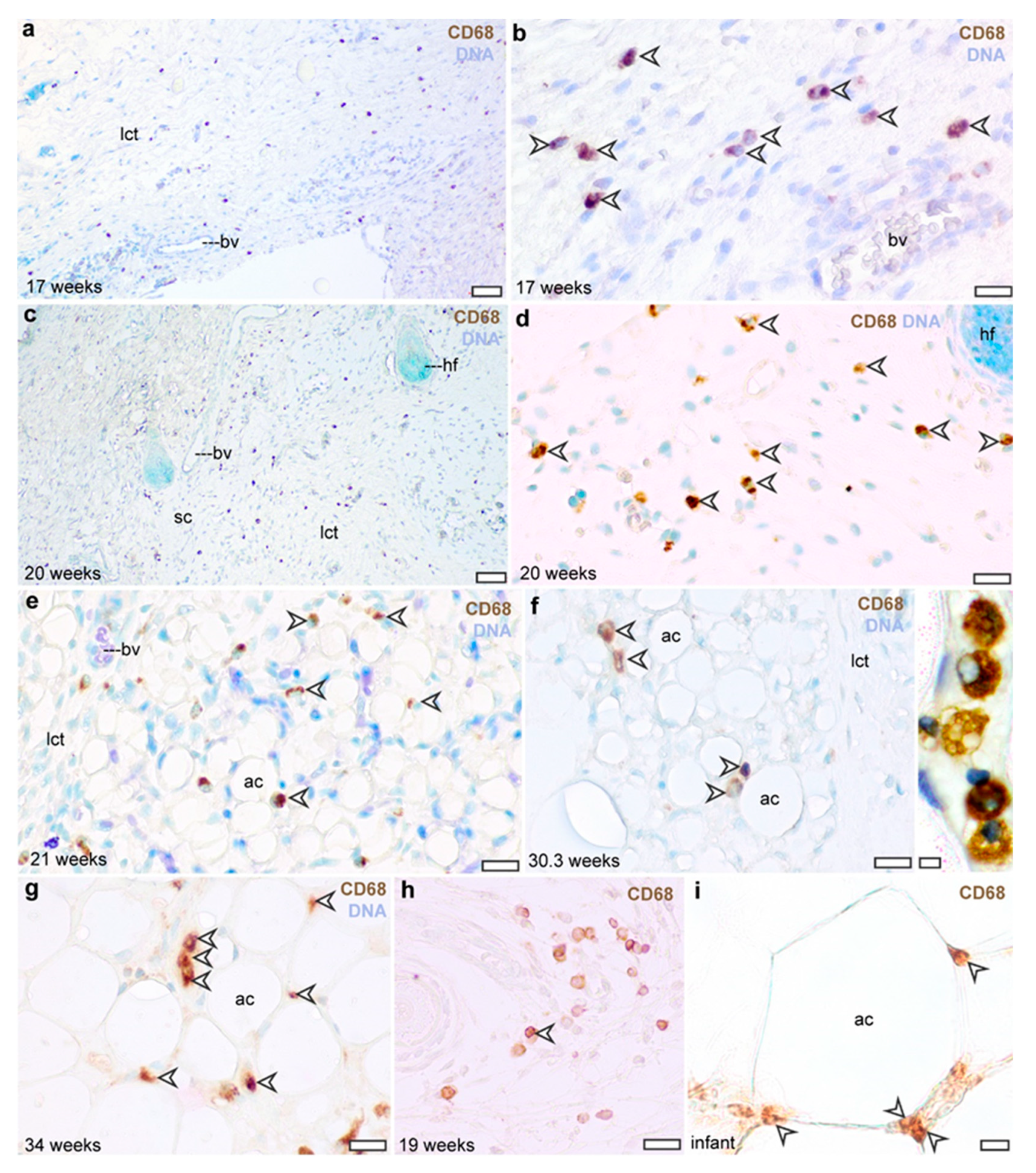 Cells 13 01787 g003 Cells 13 01787 g003