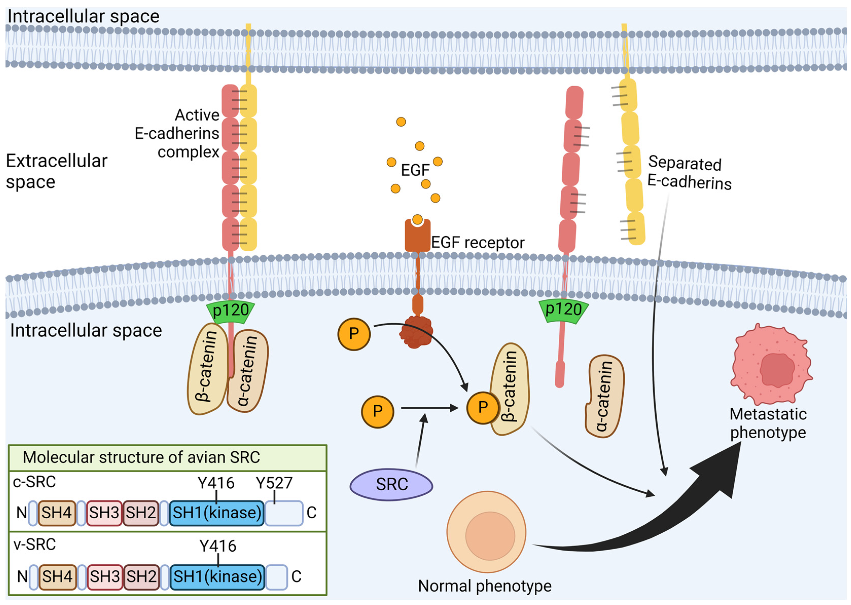Cells 13 01797 g004 Cells 13 01797 g004