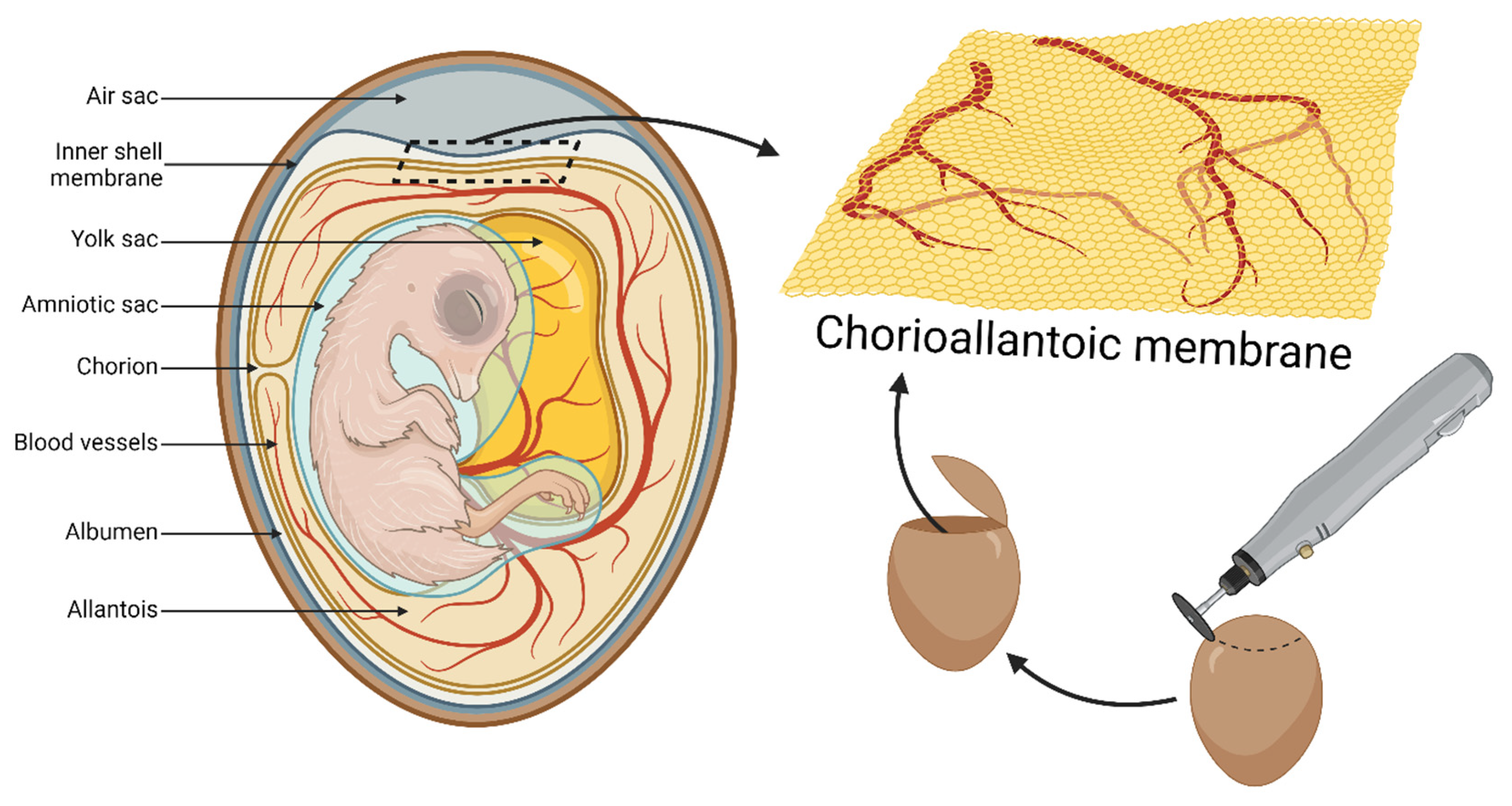 Cells 13 01797 g005 Cells 13 01797 g005