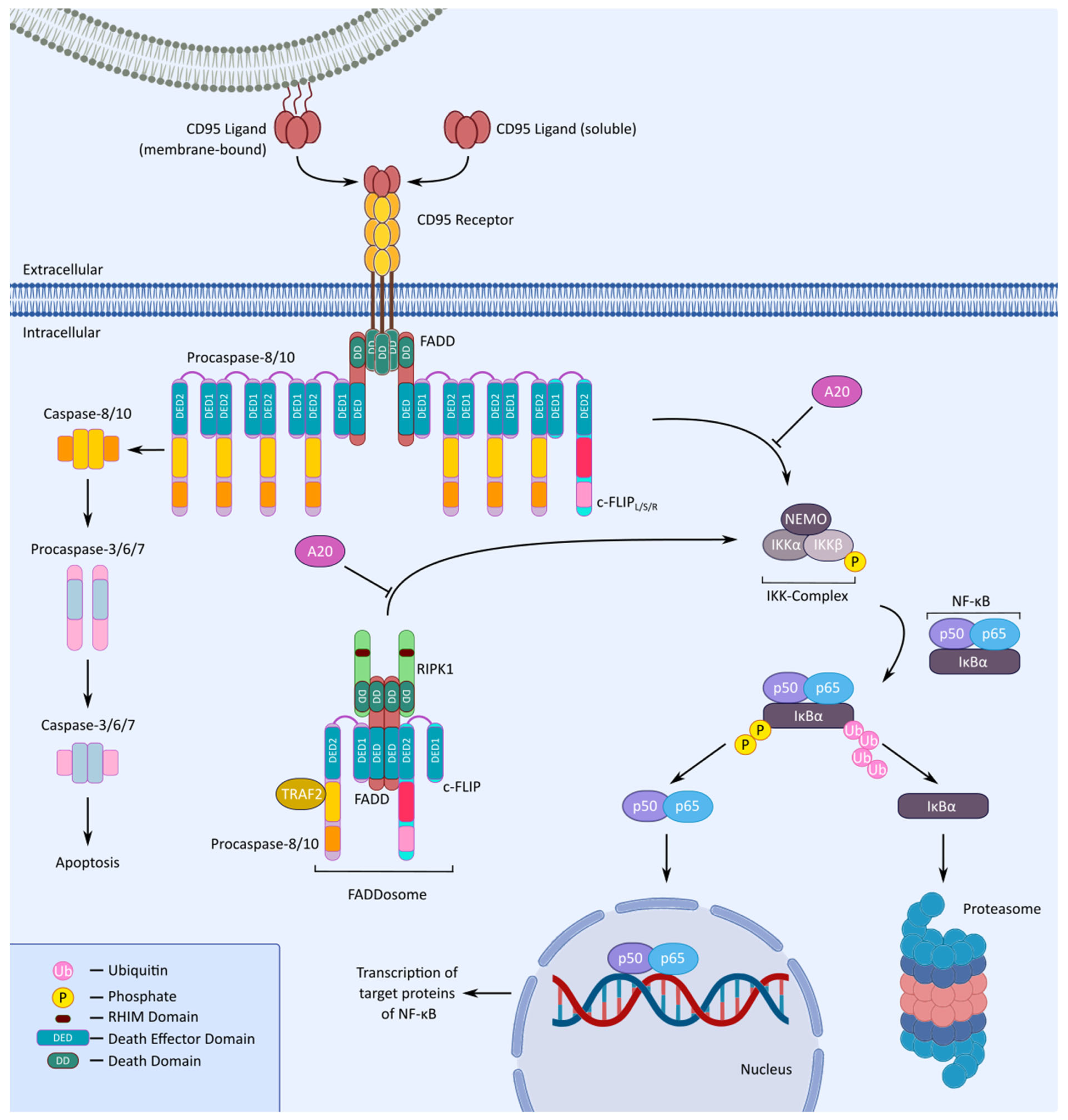 Cells 13 01814 g002 Cells 13 01814 g002