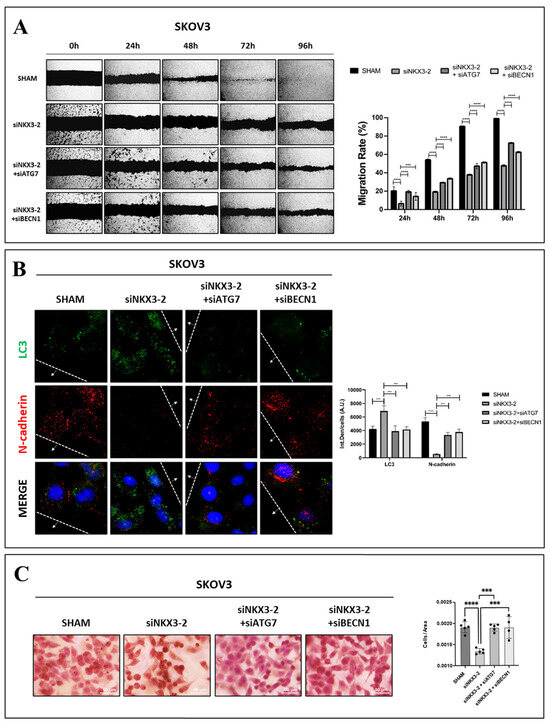 NKX3-2 Induces Ovarian Cancer Cell Migration by HDAC6-Mediated