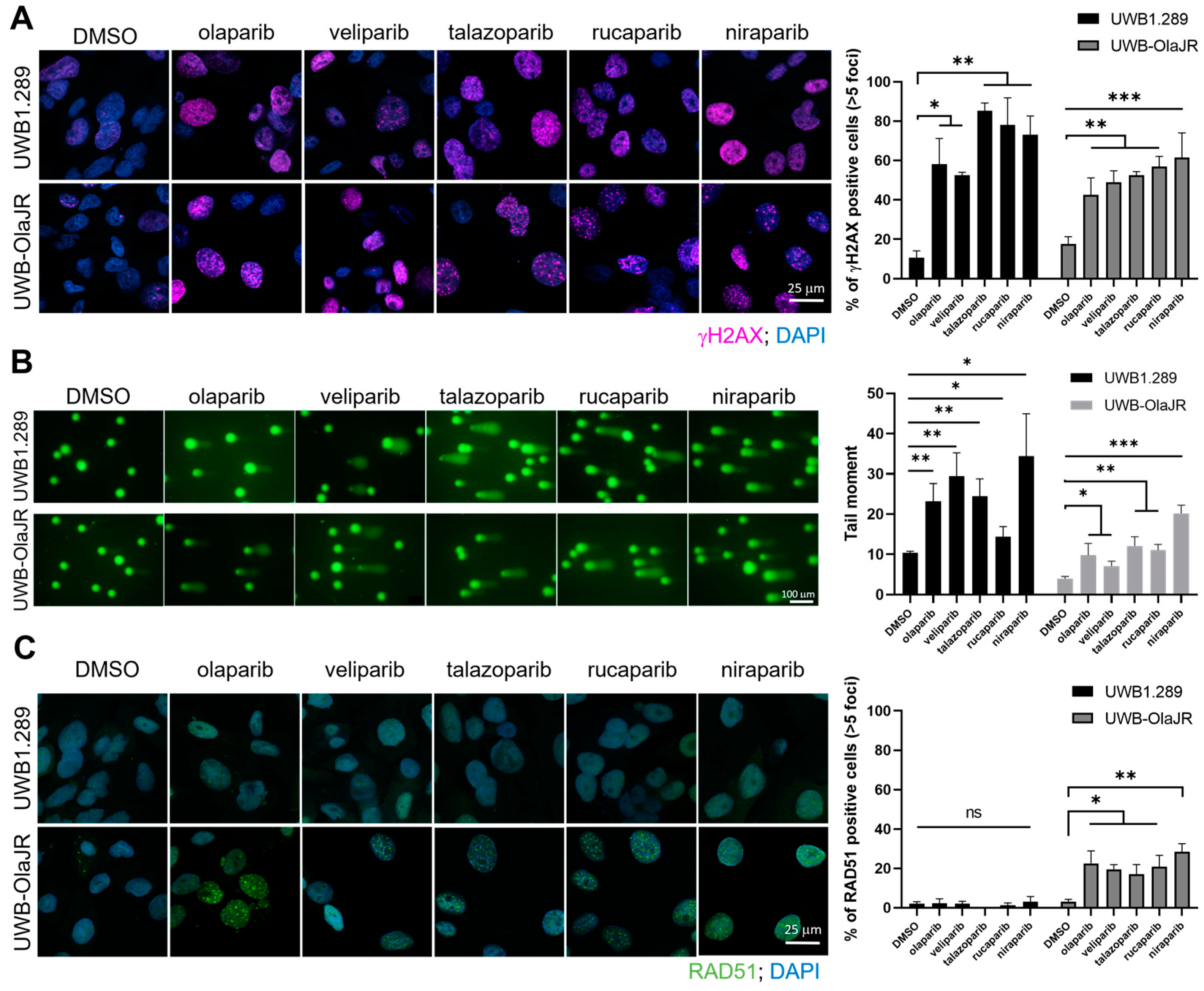 Cells 13 01847 g003