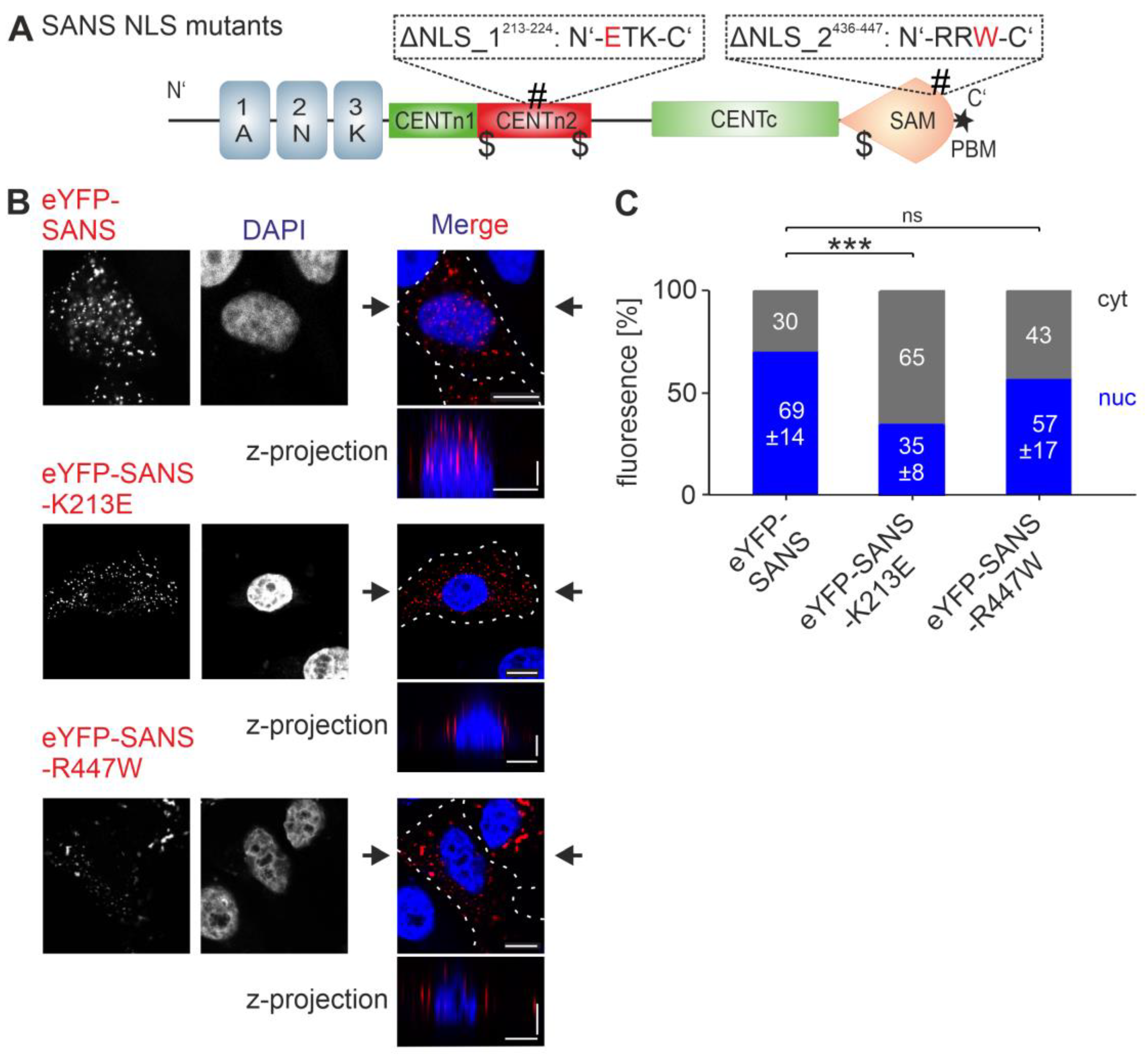 Cells 13 01855 g004 Cells 13 01855 g004