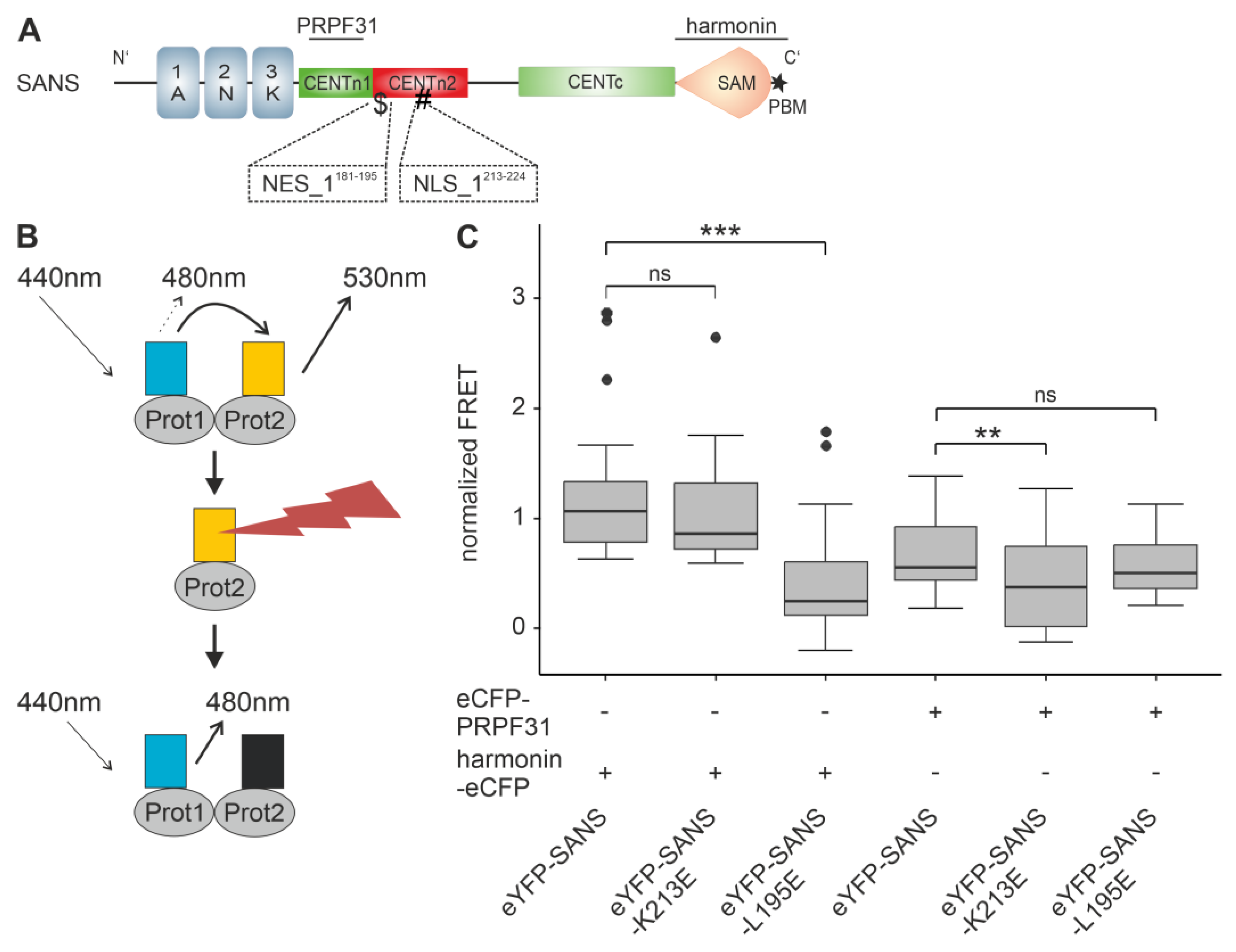 Cells 13 01855 g007 Cells 13 01855 g007