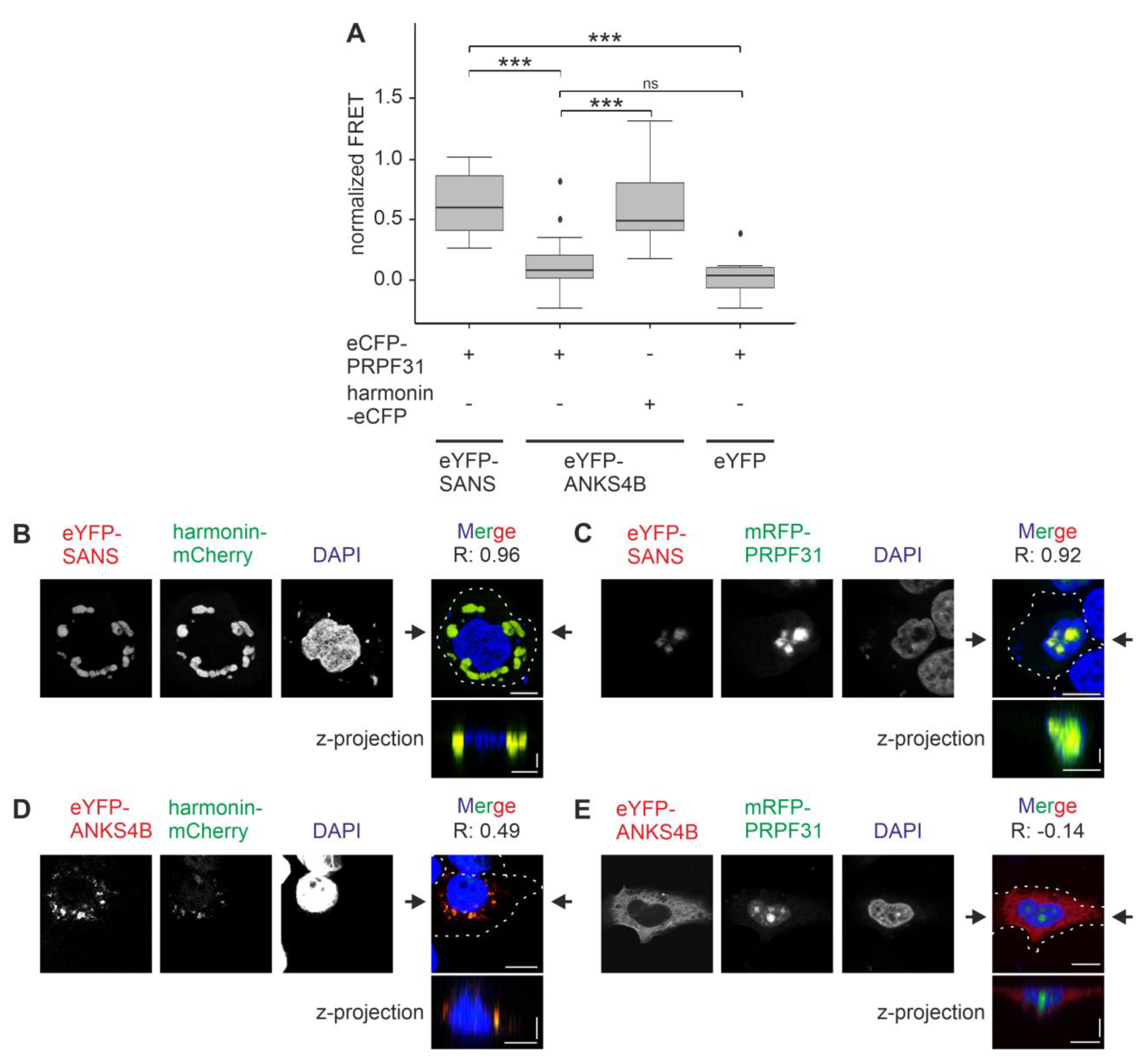 Cells 13 01855 g009 Cells 13 01855 g009