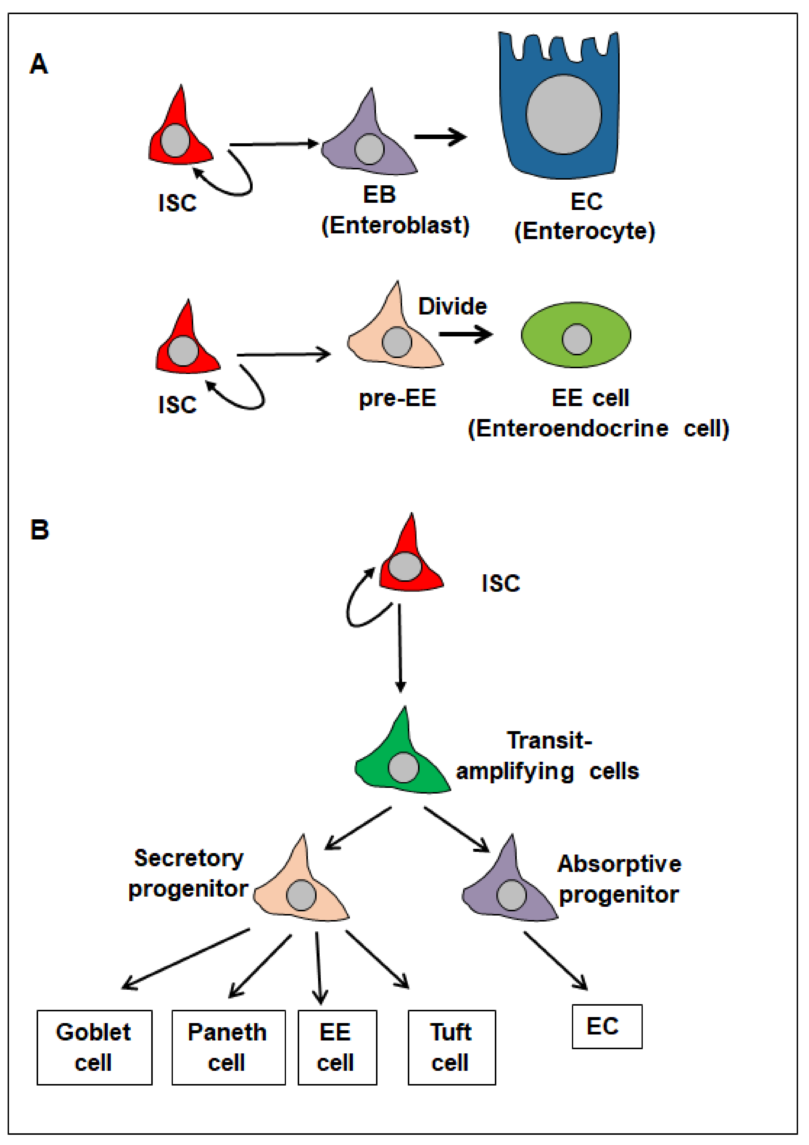 Cells 13 01856 g001 Cells 13 01856 g001