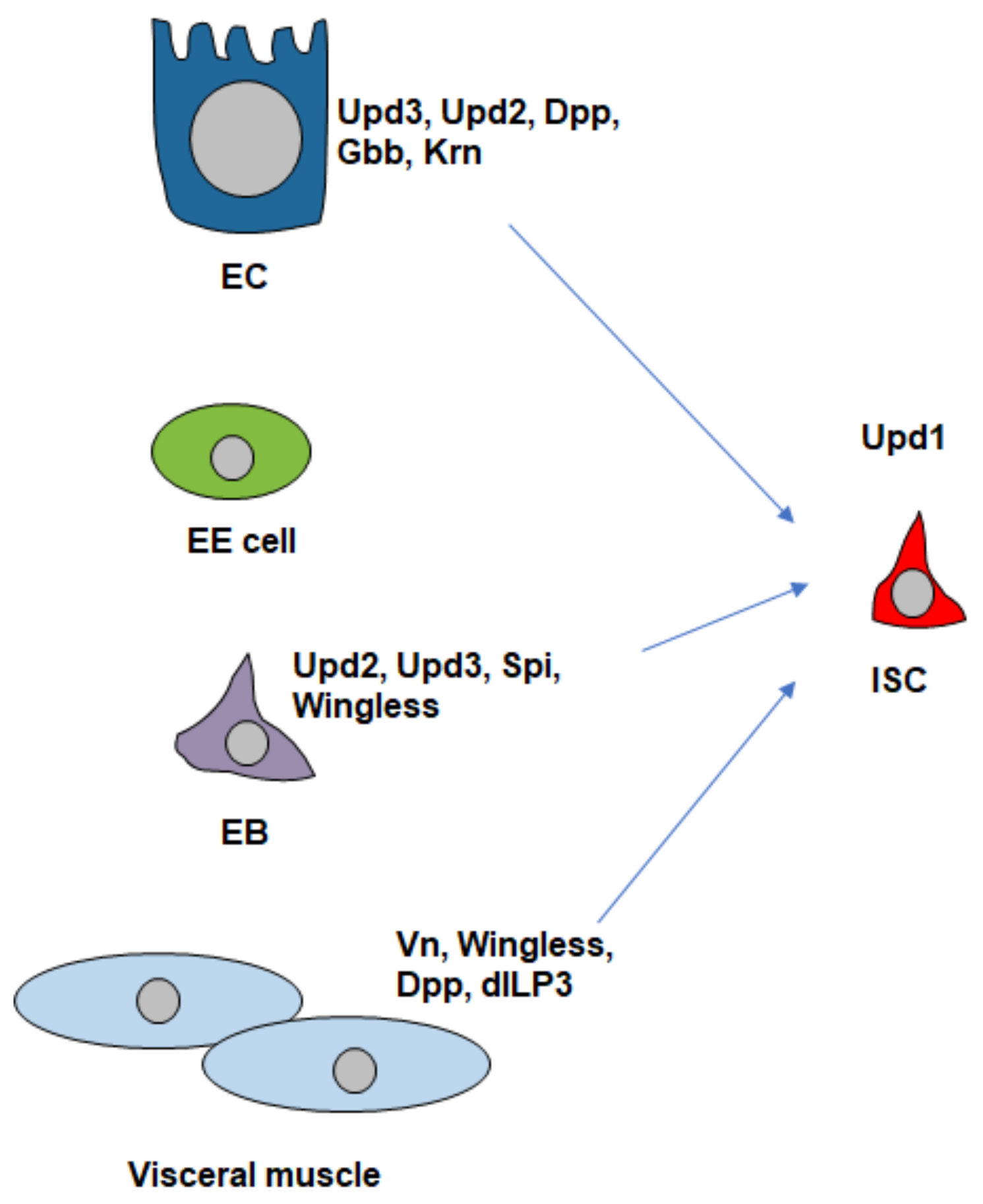 Cells 13 01856 g003 Cells 13 01856 g003