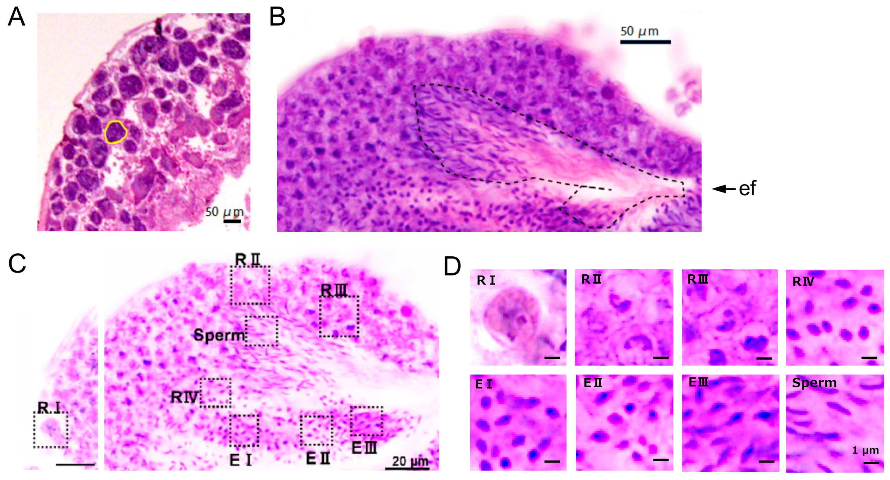Cells 13 01863 g001 Cells 13 01863 g001