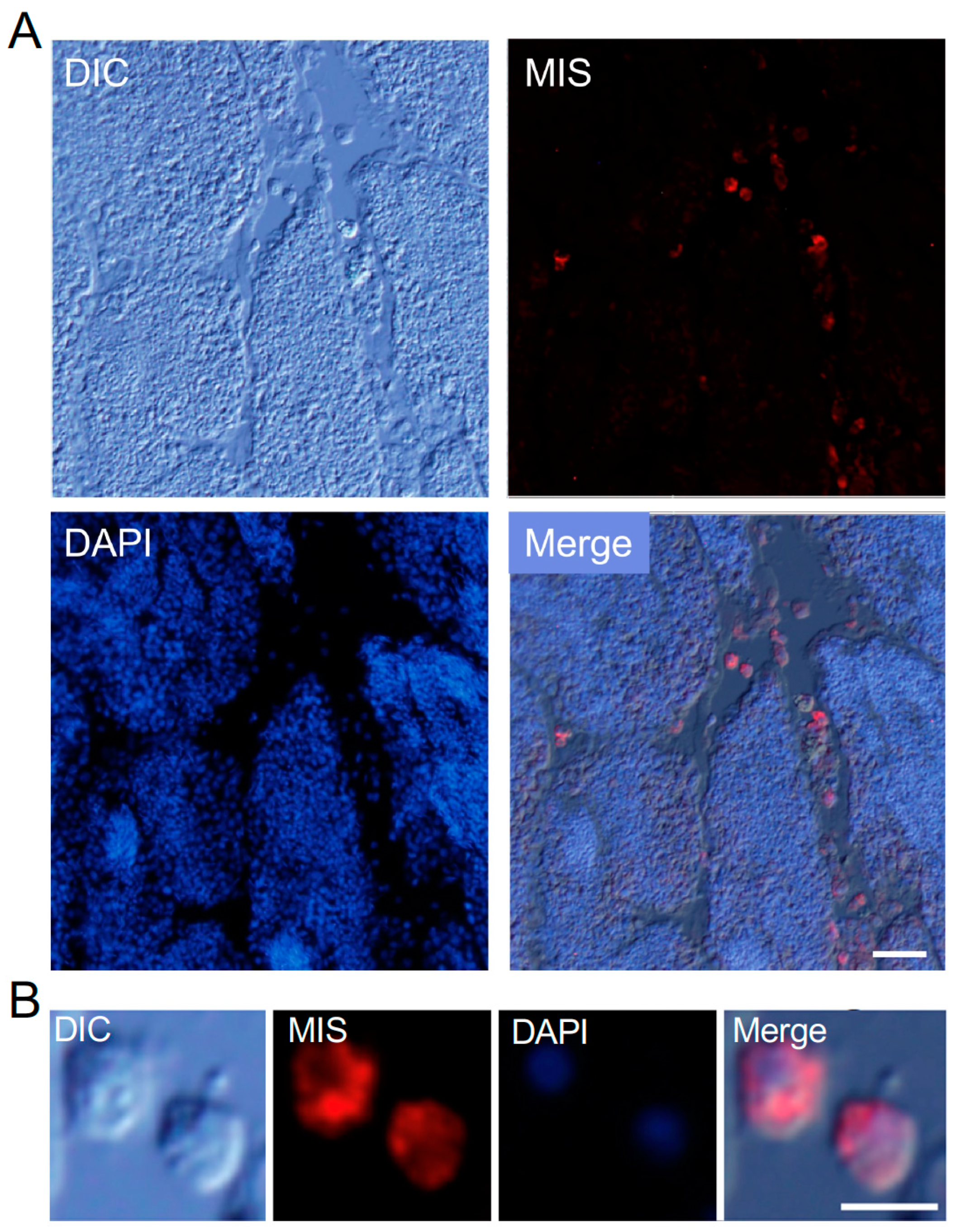 Cells 13 01863 g002 Cells 13 01863 g002