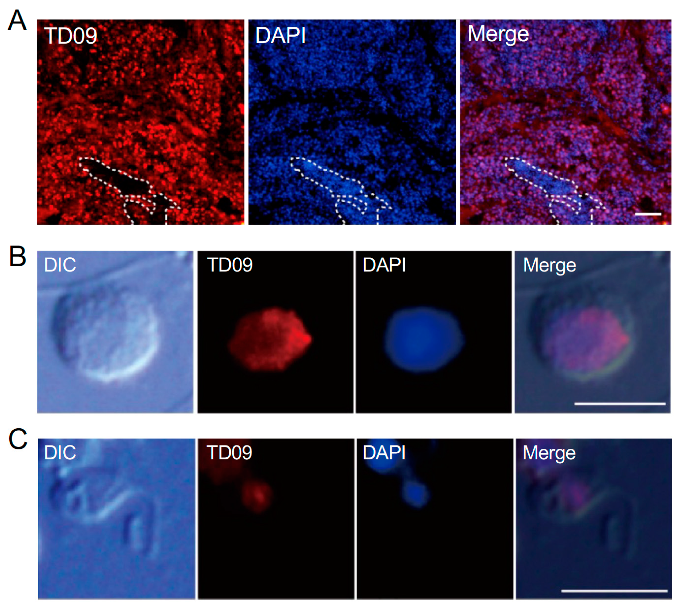 Cells 13 01863 g004 Cells 13 01863 g004