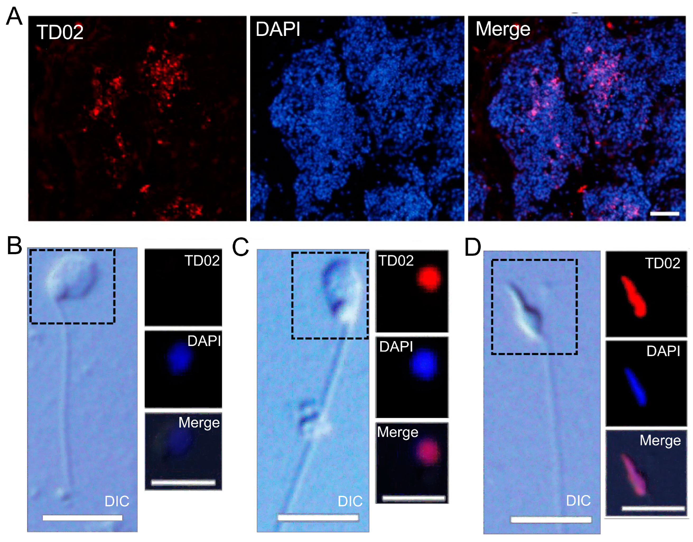 Cells 13 01863 g005 Cells 13 01863 g005