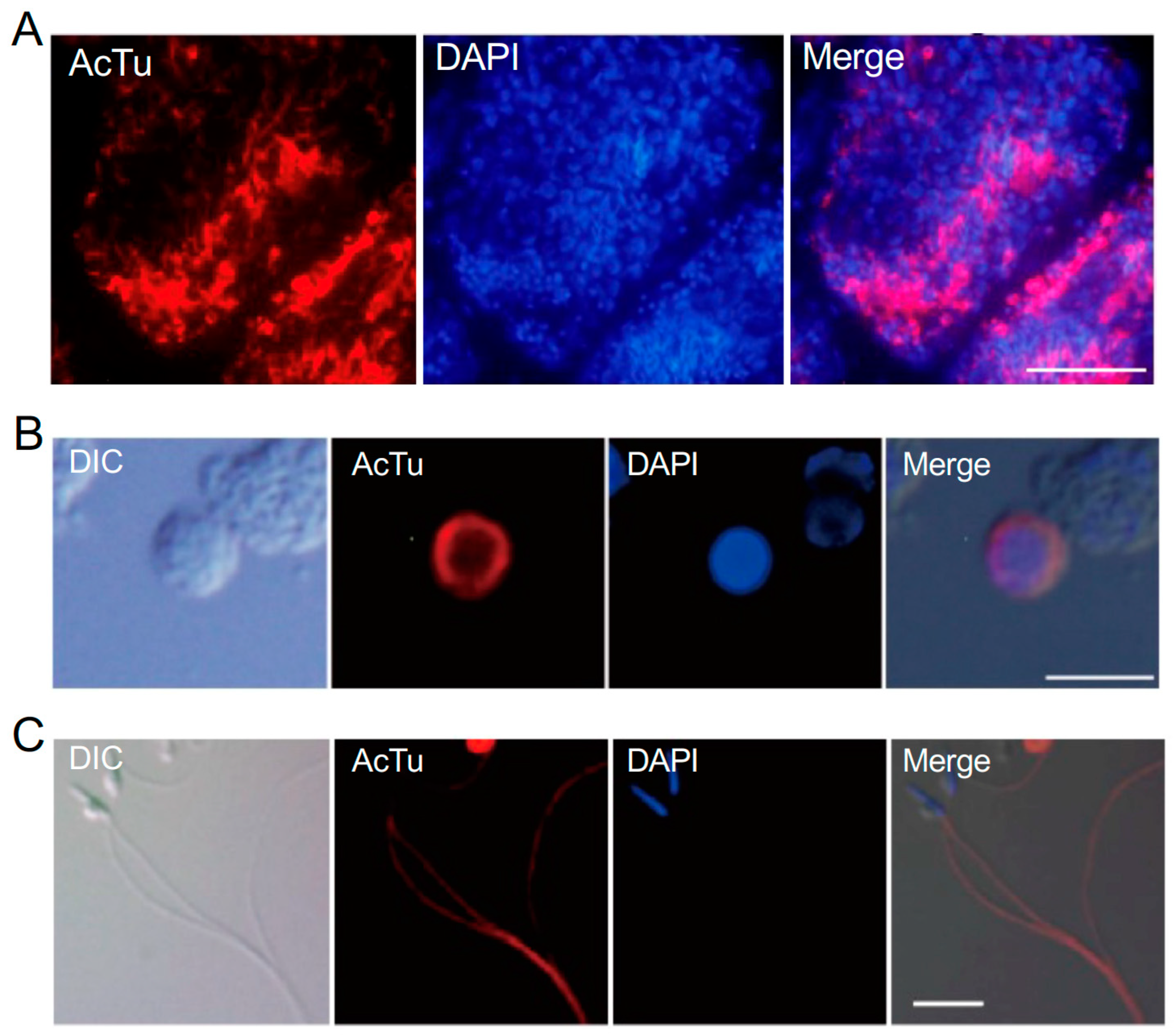 Cells 13 01863 g006 Cells 13 01863 g006