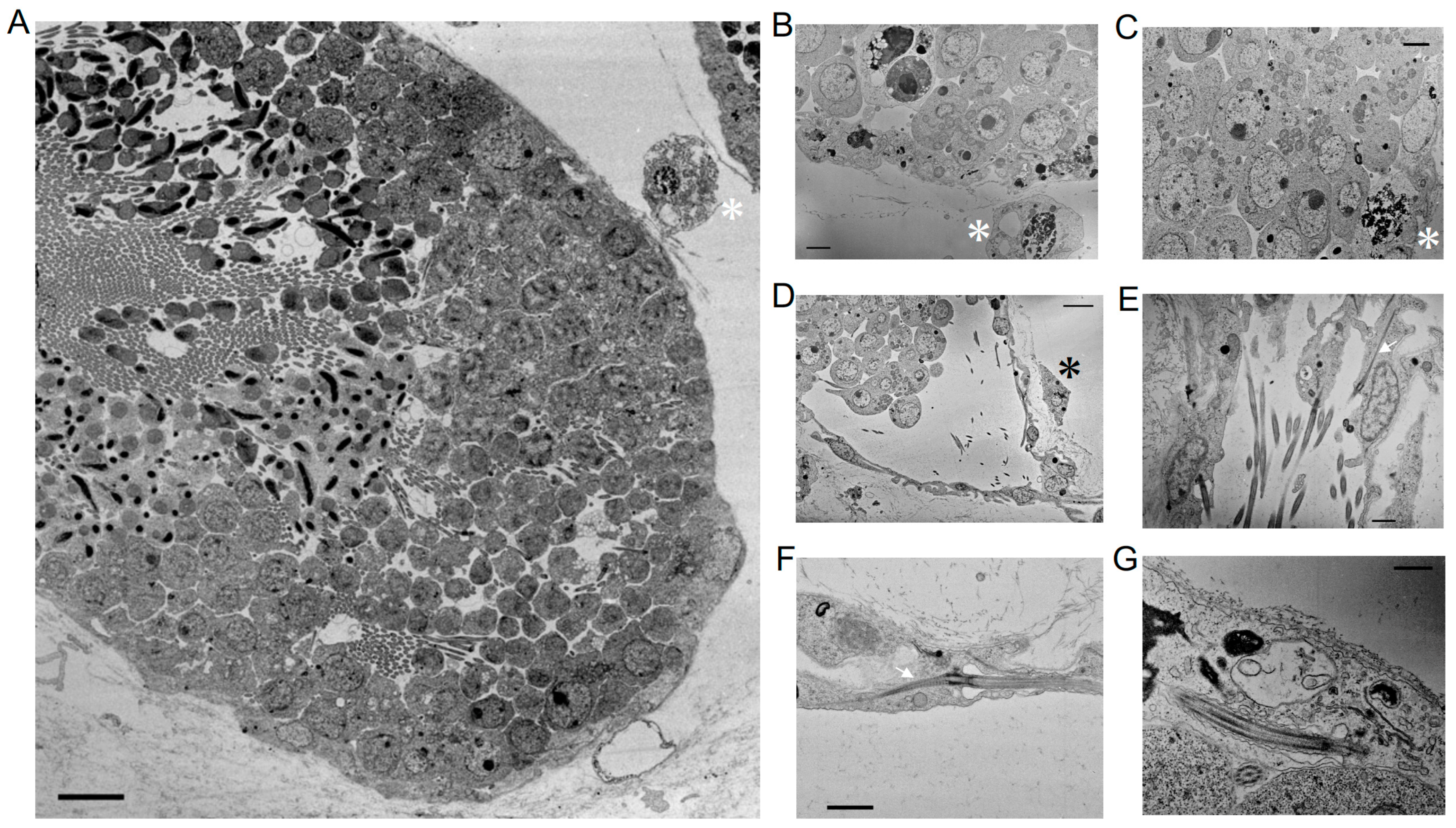 Cells 13 01863 g007 Cells 13 01863 g007