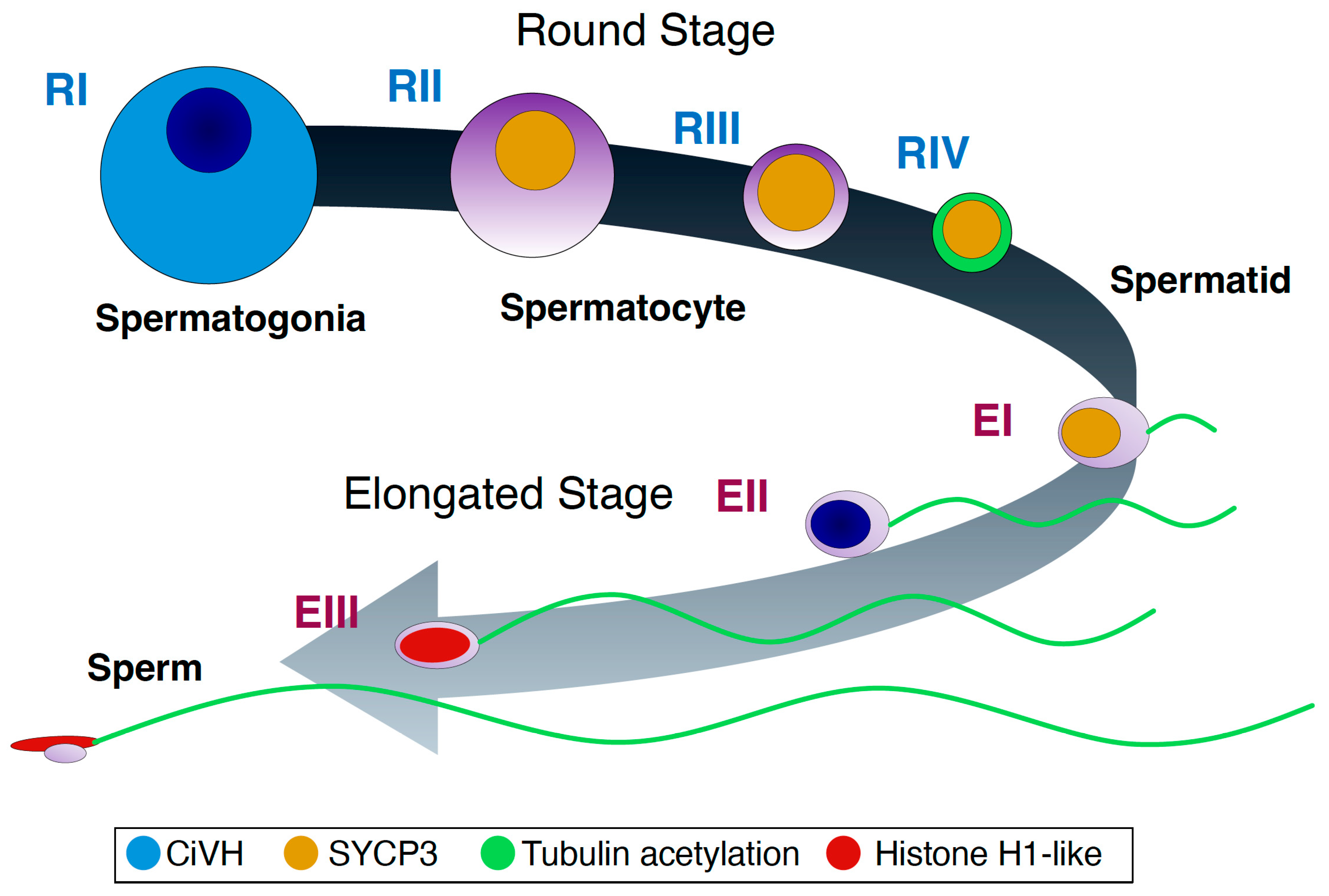 Cells 13 01863 g008 Cells 13 01863 g008