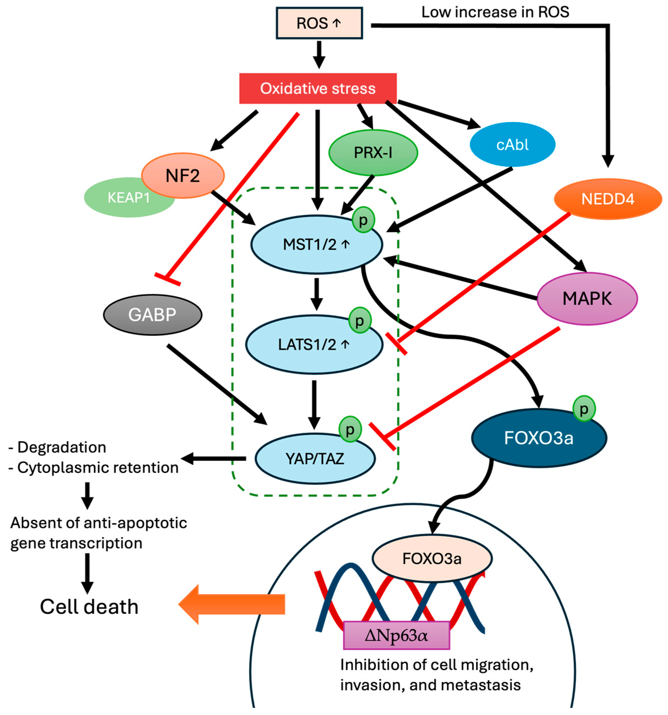 Cells 13 01868 g003 Cells 13 01868 g003