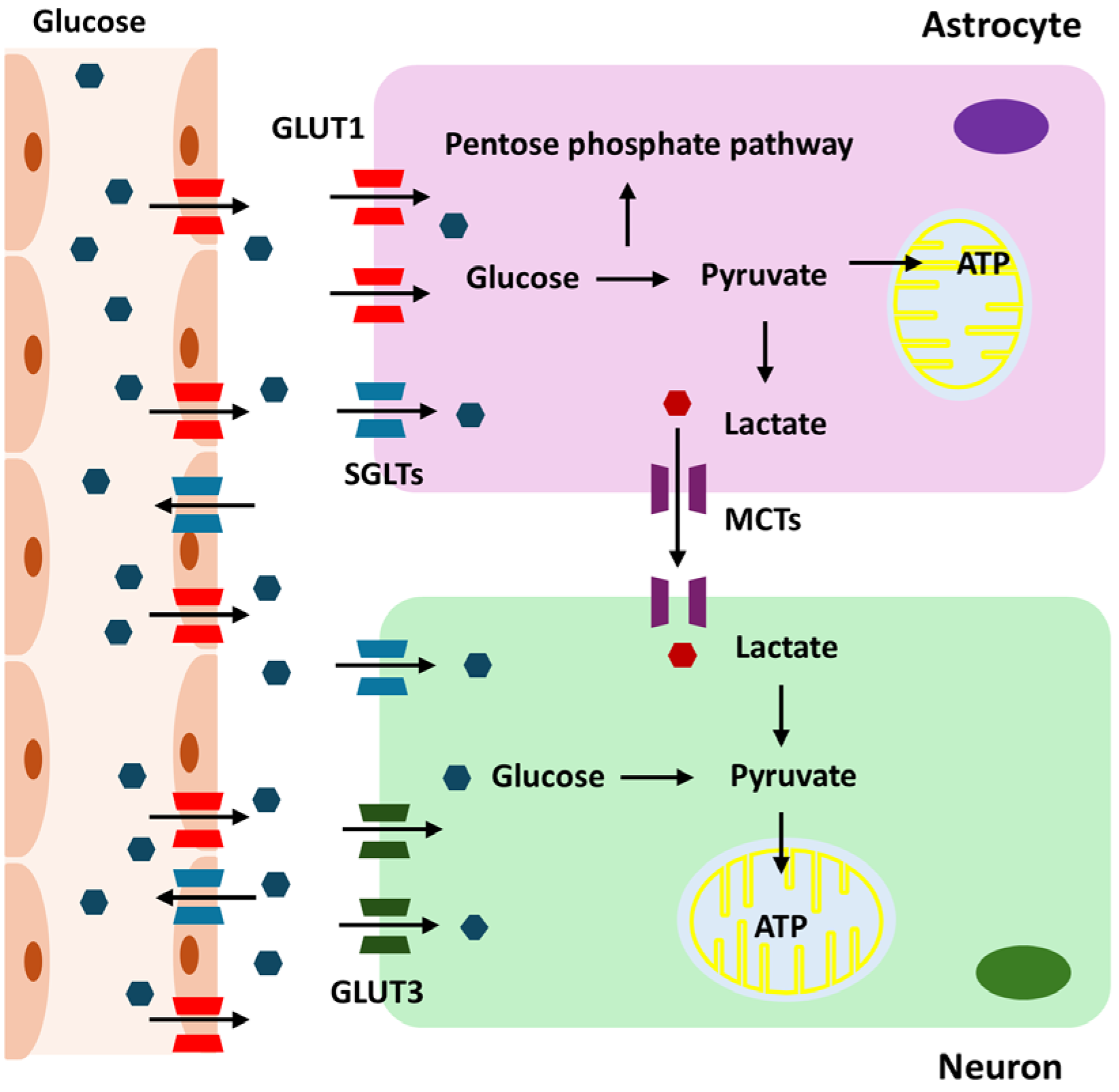 Cells 13 01876 g001 Cells 13 01876 g001