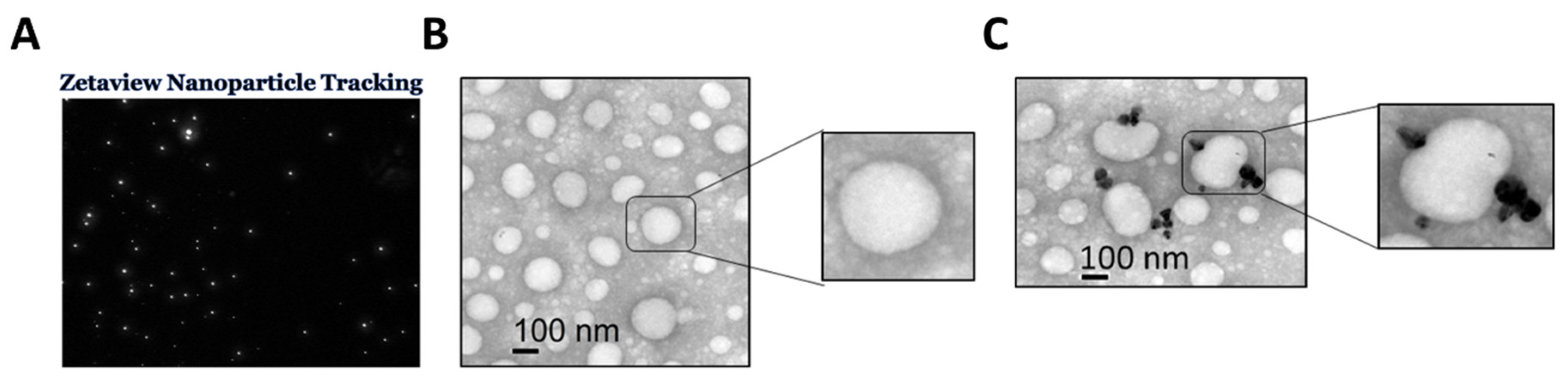 Cells 13 01886 g001