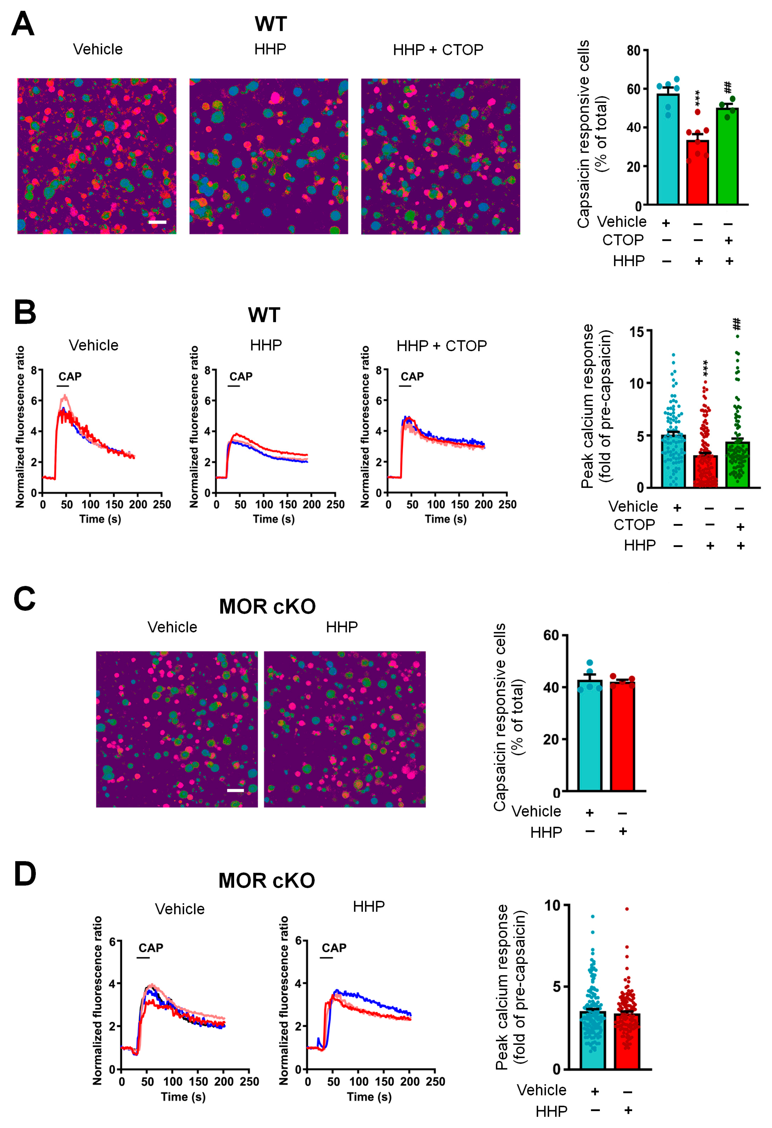 Cells 13 01887 g004 Cells 13 01887 g004
