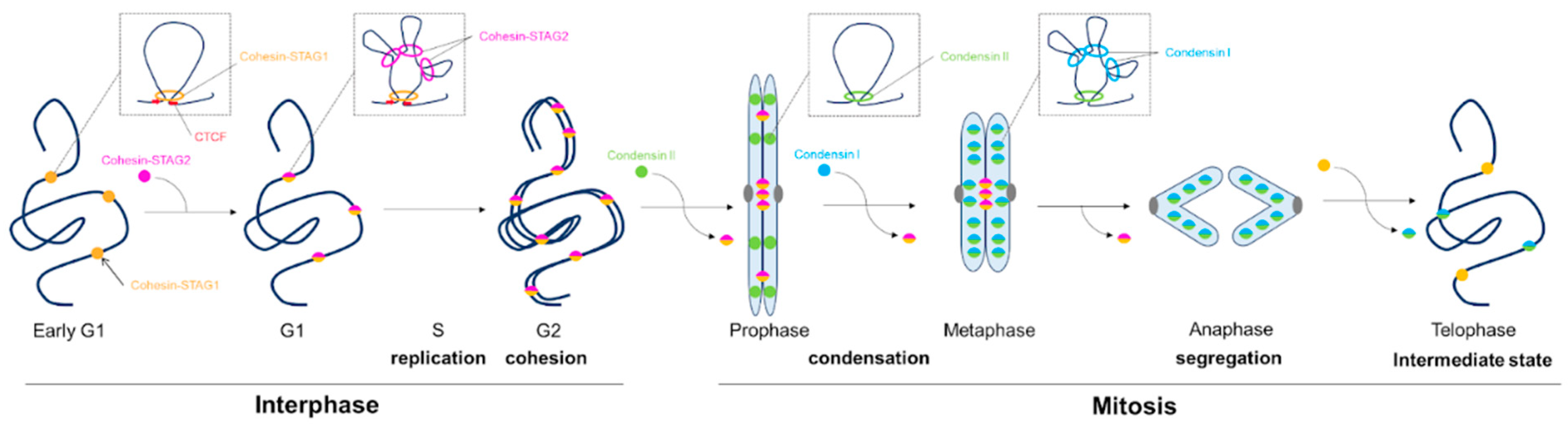 Loop Extrusion Machinery Impairments in Models and Disease