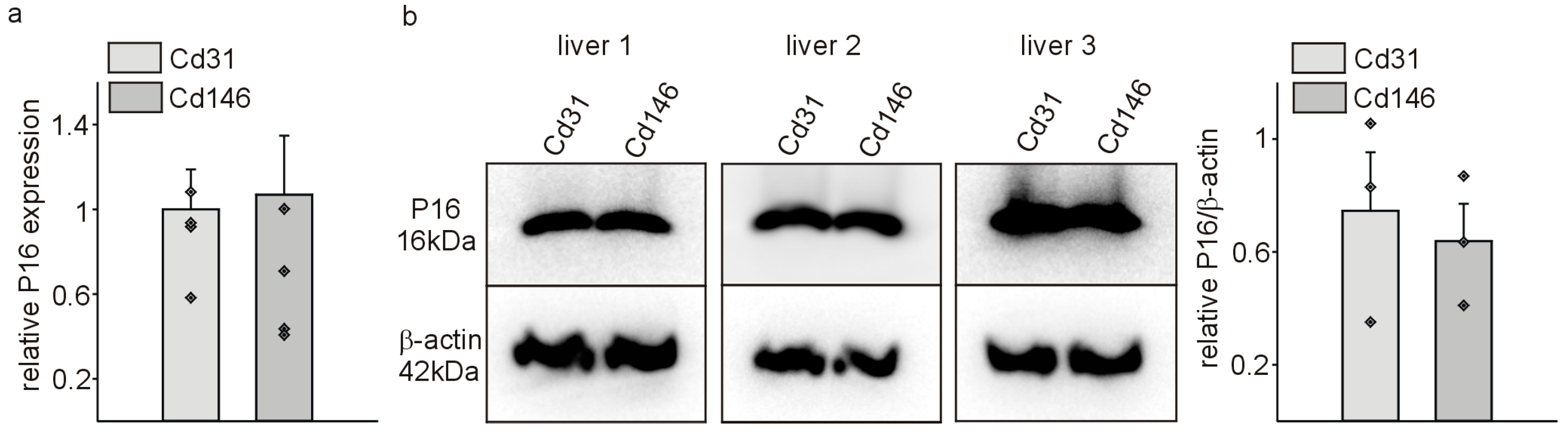 Cells 13 01929 g001 Cells 13 01929 g001