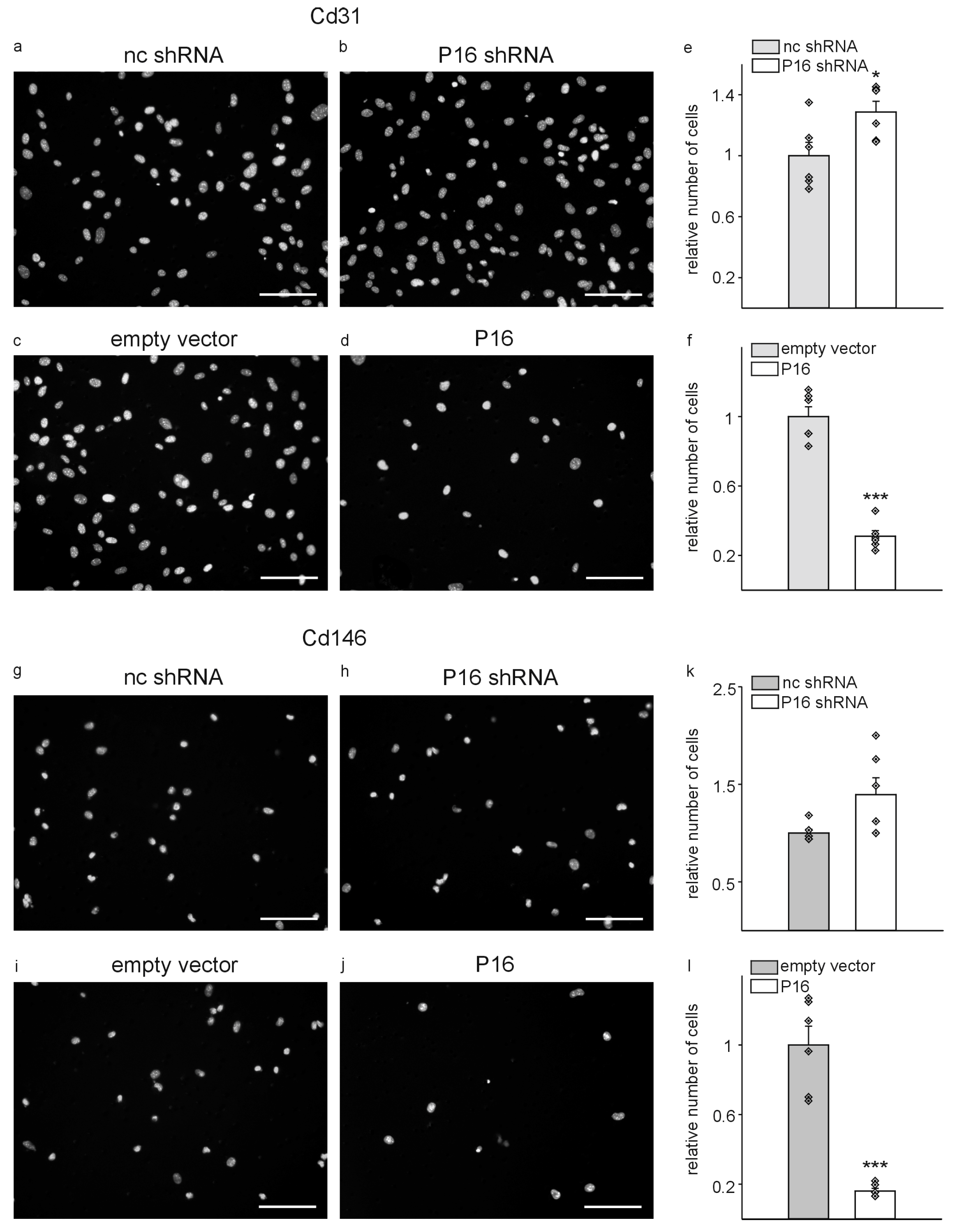 Cells 13 01929 g005 Cells 13 01929 g005