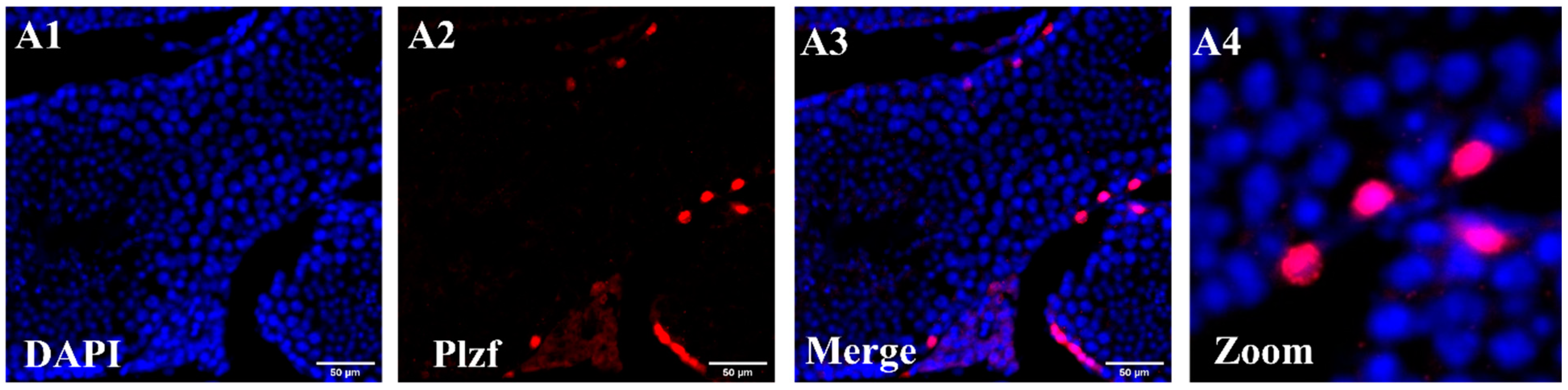 Cells 13 01930 g001 Cells 13 01930 g001