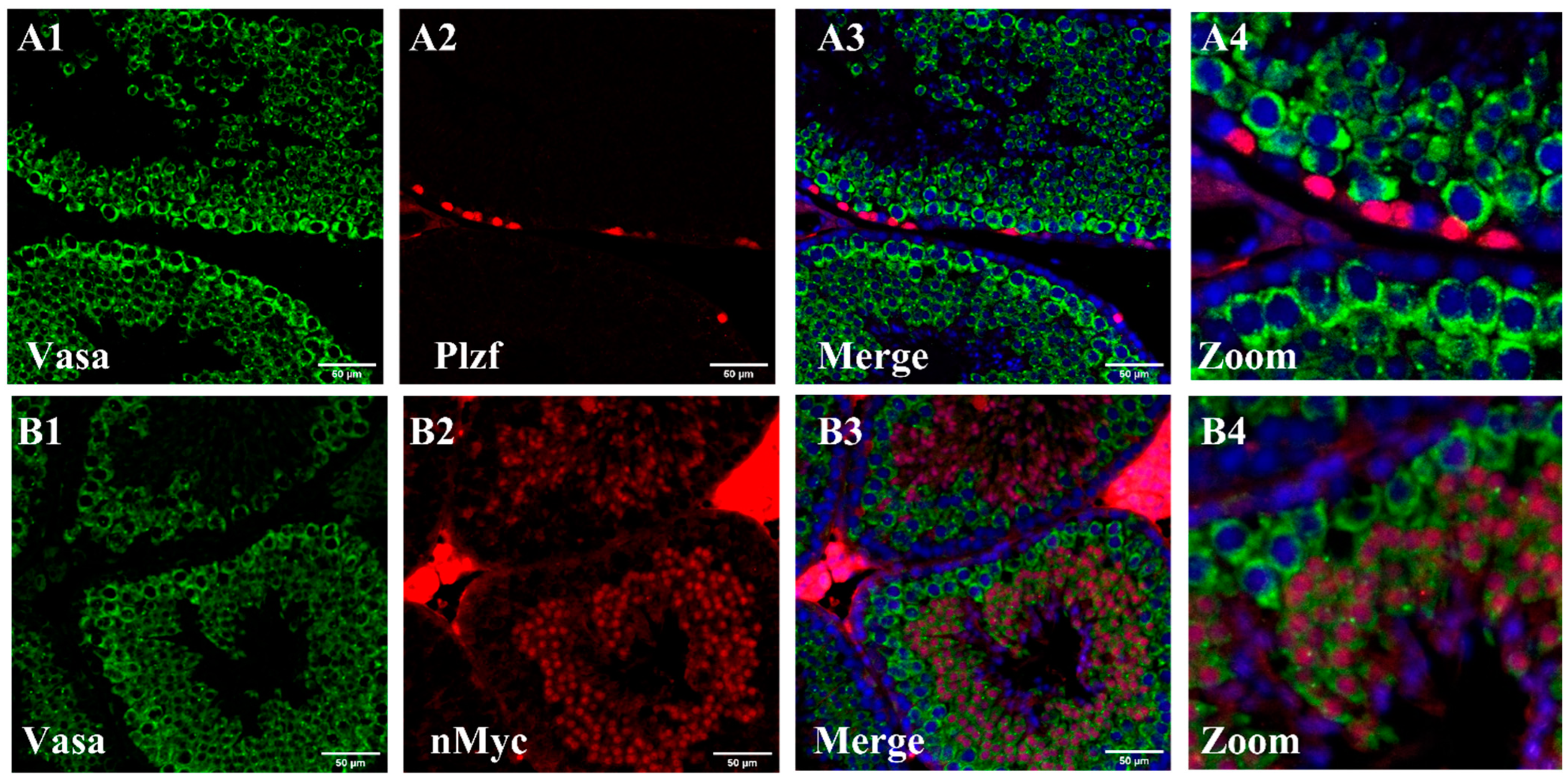 Cells 13 01930 g002 Cells 13 01930 g002