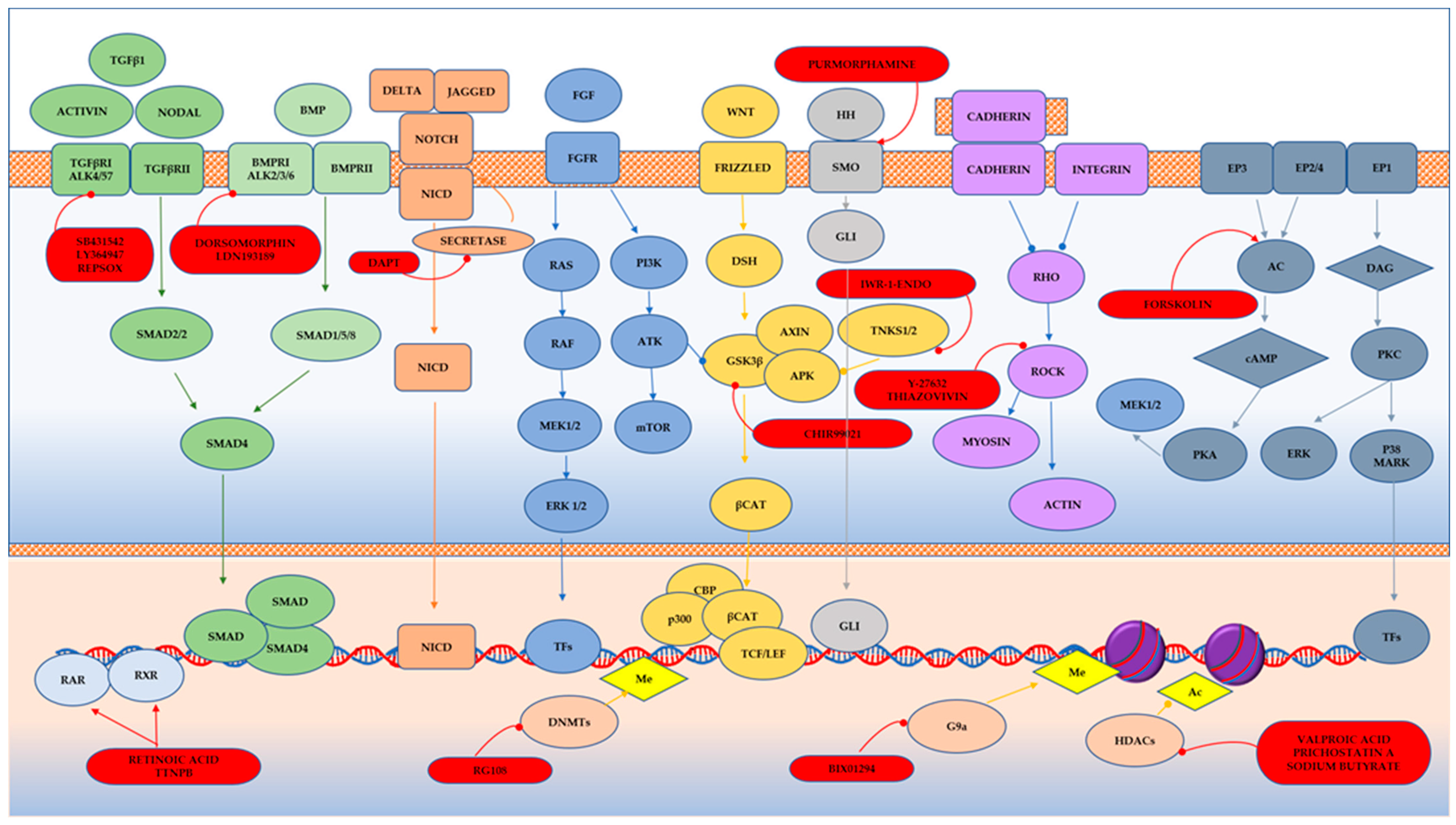 Cells 13 01931 g002 Cells 13 01931 g002