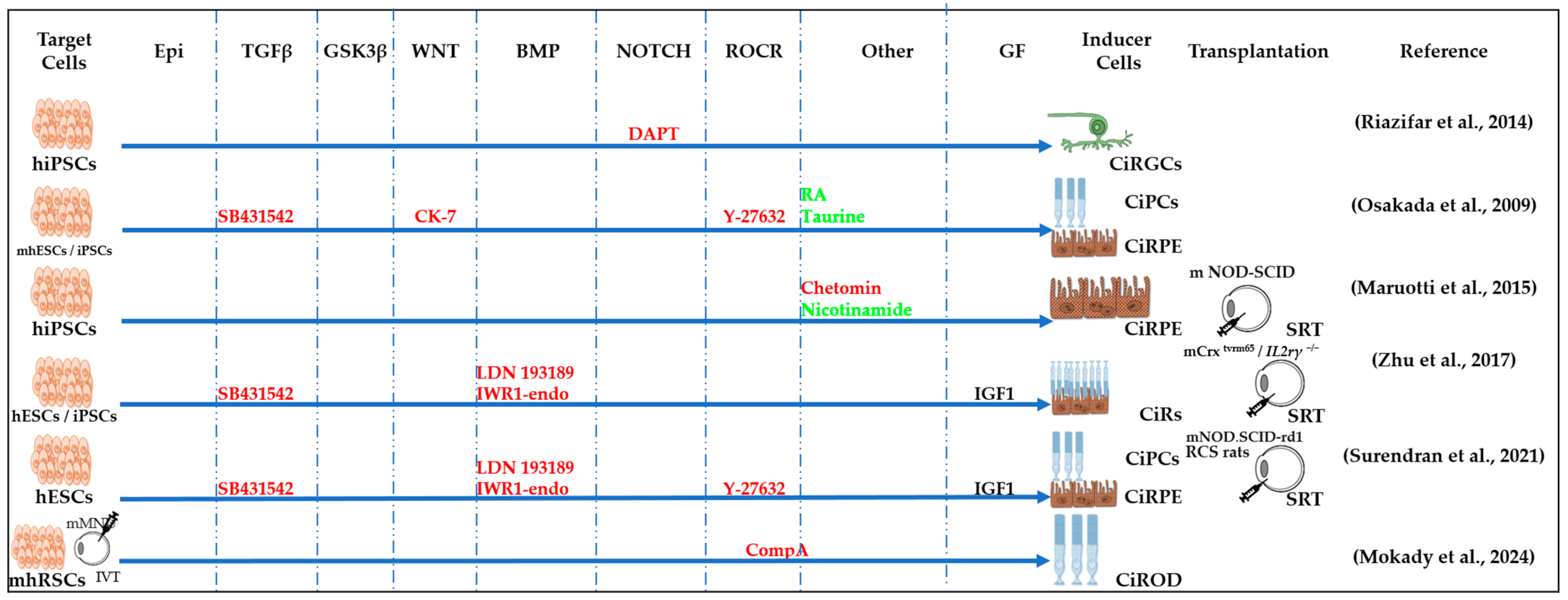 Cells 13 01931 g005 Cells 13 01931 g005