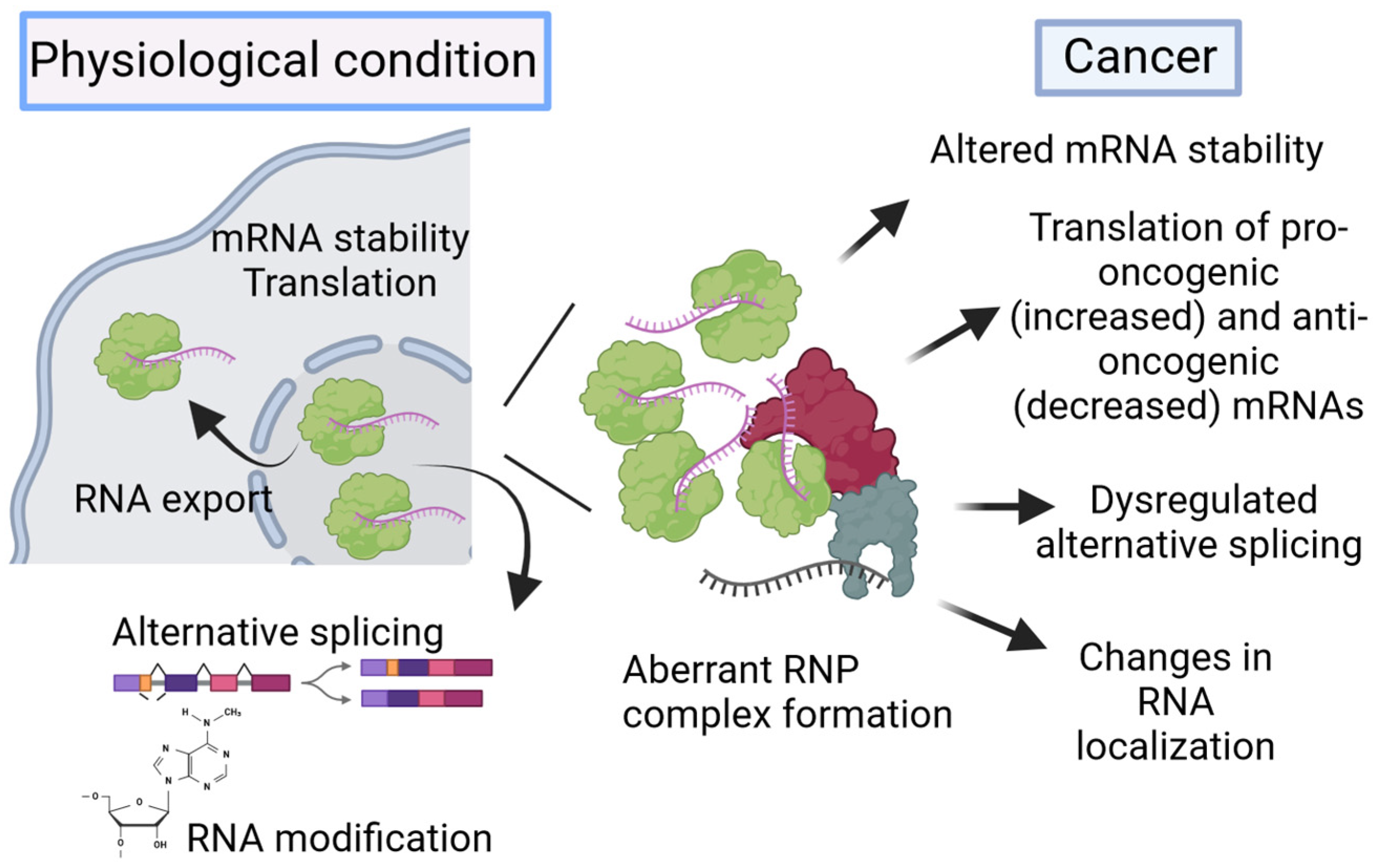 Cells 13 01935 g001 Cells 13 01935 g001