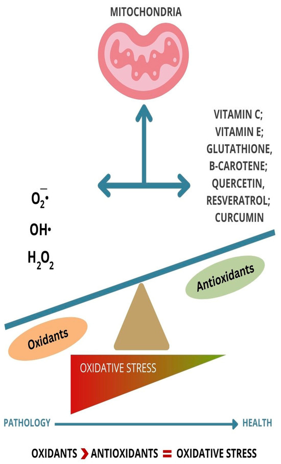 Neuronal Cell Rearrangement During Aging: Antioxidant Compounds as a  Potential Therapeutic Approach