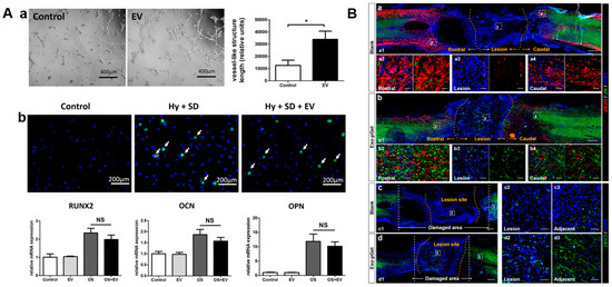 The Opportunities and Challenges of Mesenchymal Stem Cells-Derived ...
